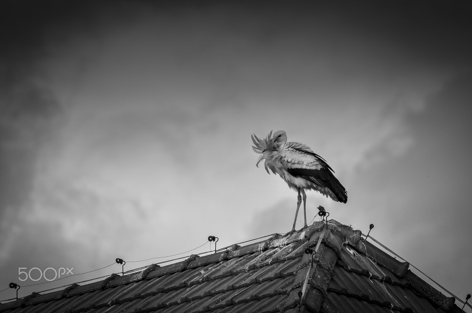 Nikon D5000 sample photo. Stork in the wind photography