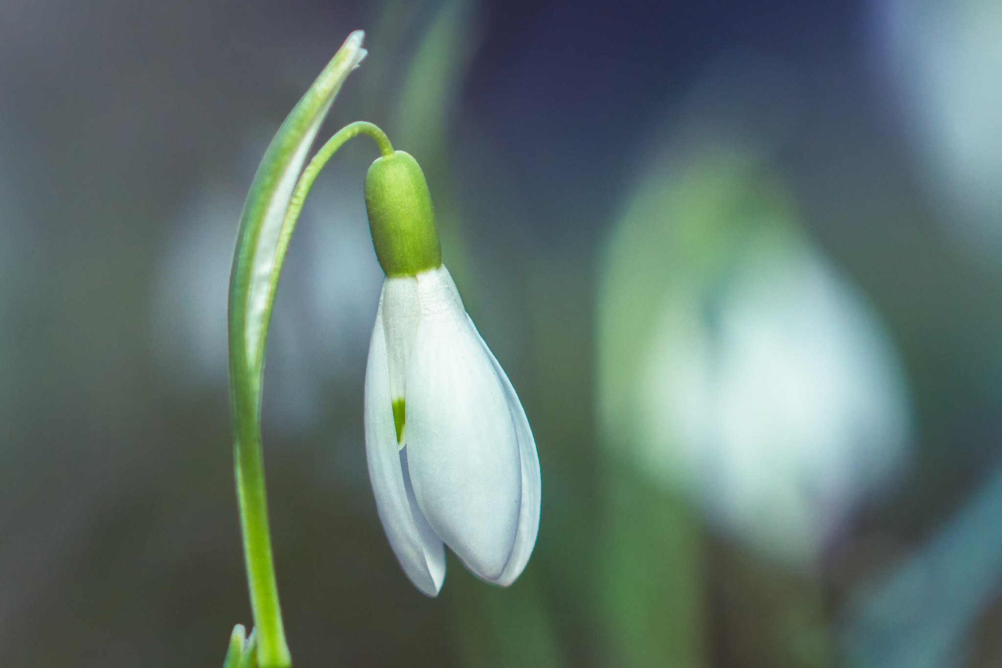 Canon EOS 60D + Sigma 105mm F2.8 EX DG OS HSM sample photo. Lonely photography