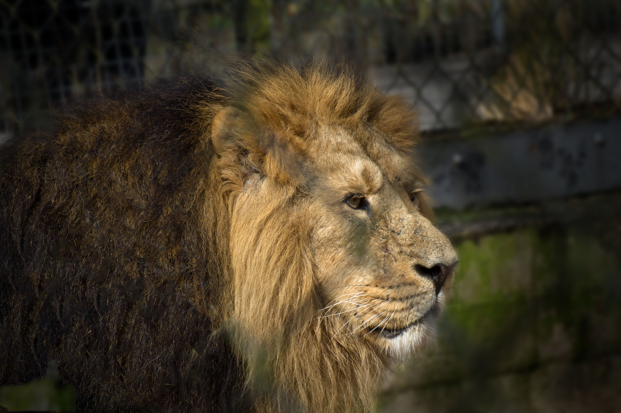 Canon EOS 60D sample photo. Chester zoo, england photography