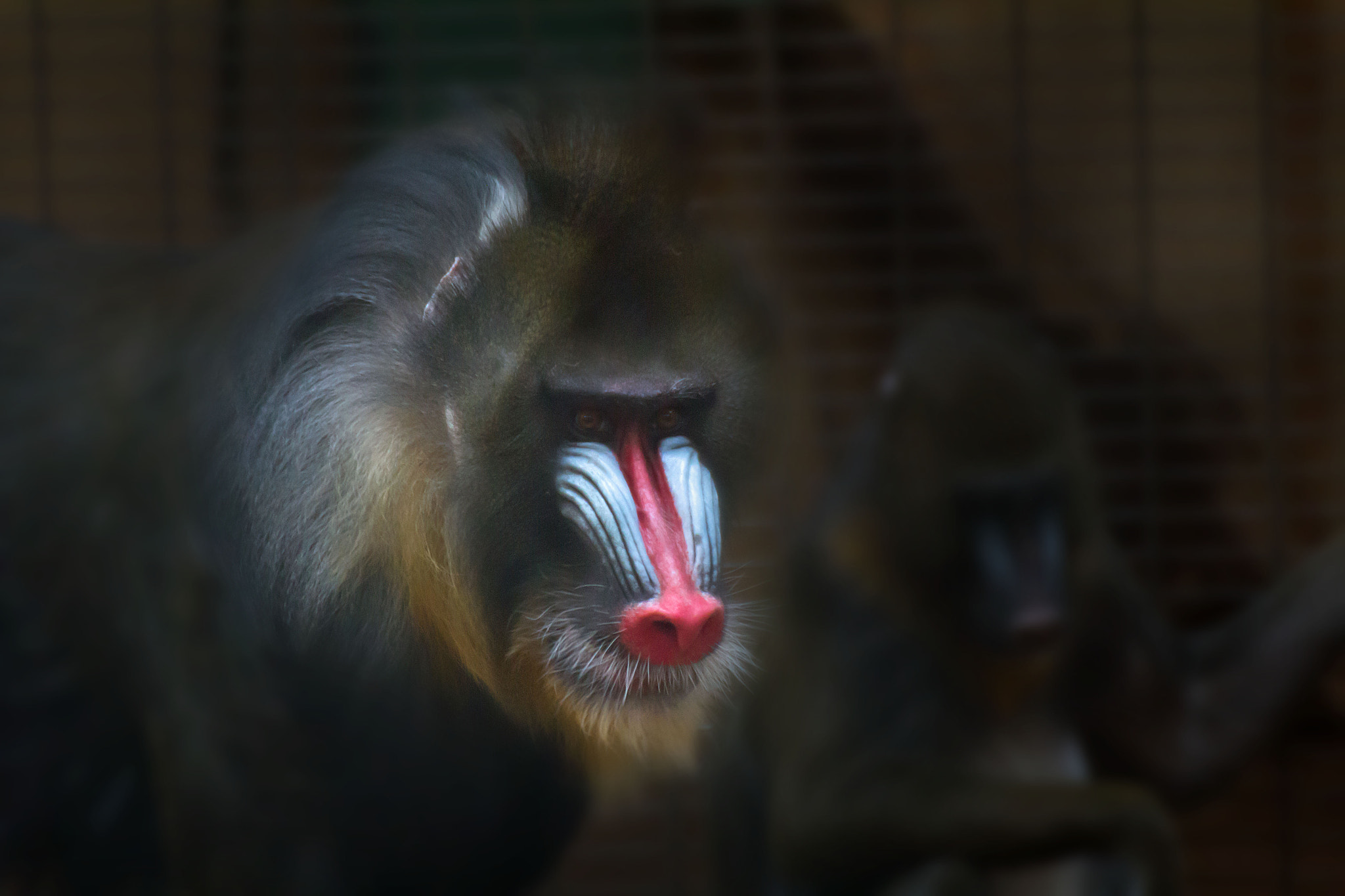 Canon EOS 60D sample photo. Chester zoo, england. photography
