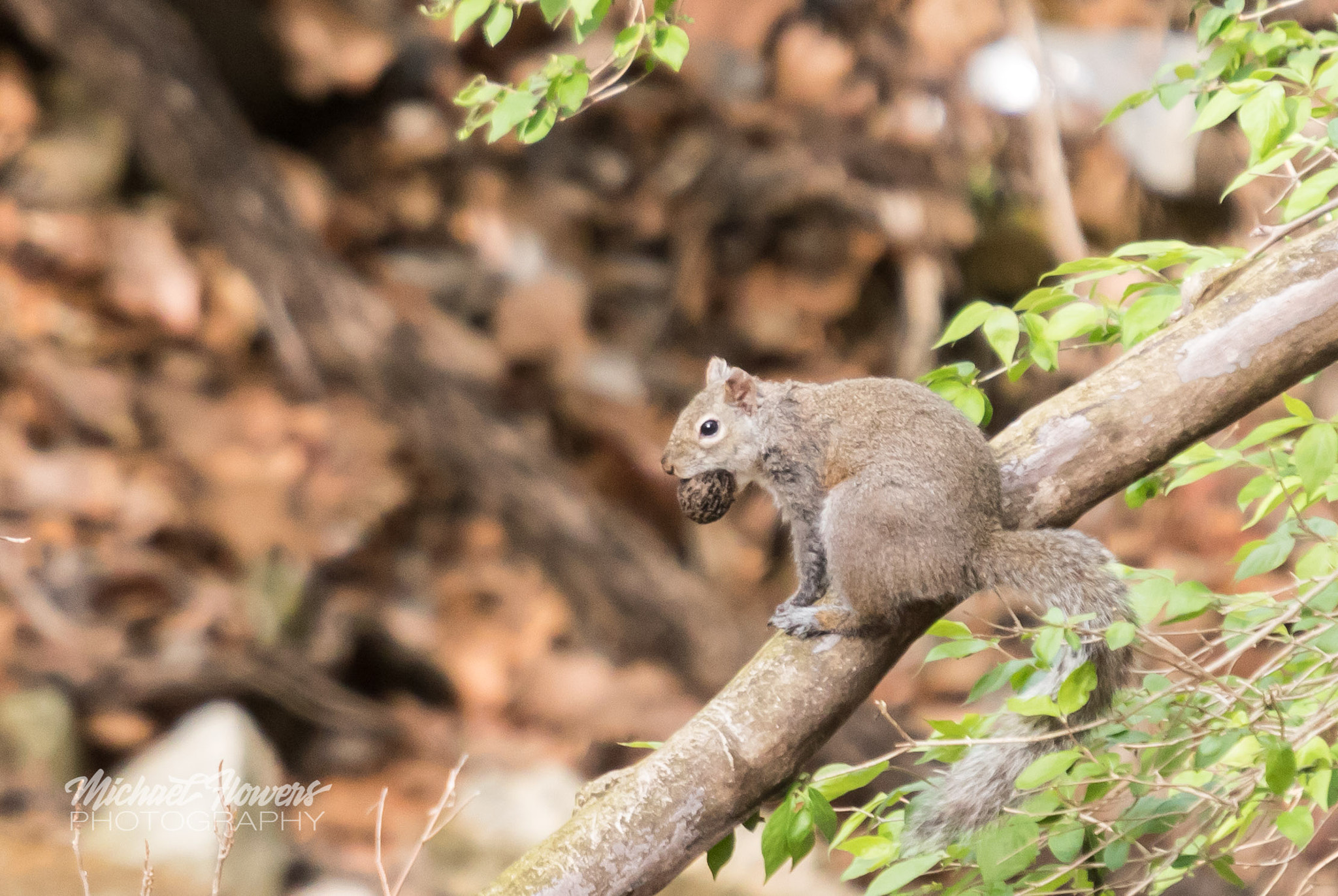Sigma 50-500mm f/4-6.3 APO HSM EX sample photo. The prize photography