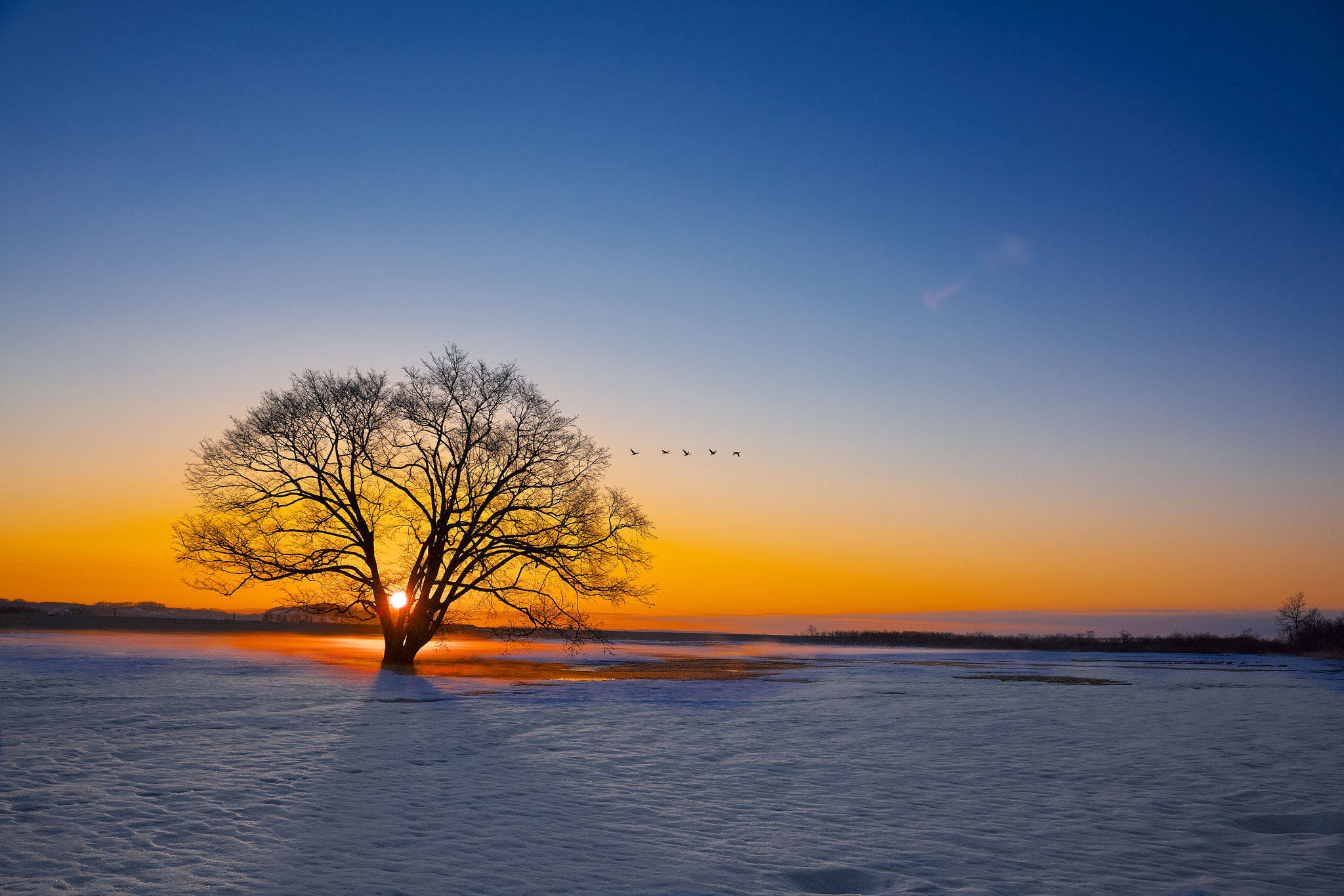 Sony a99 II sample photo. We wish we were home bound photography
