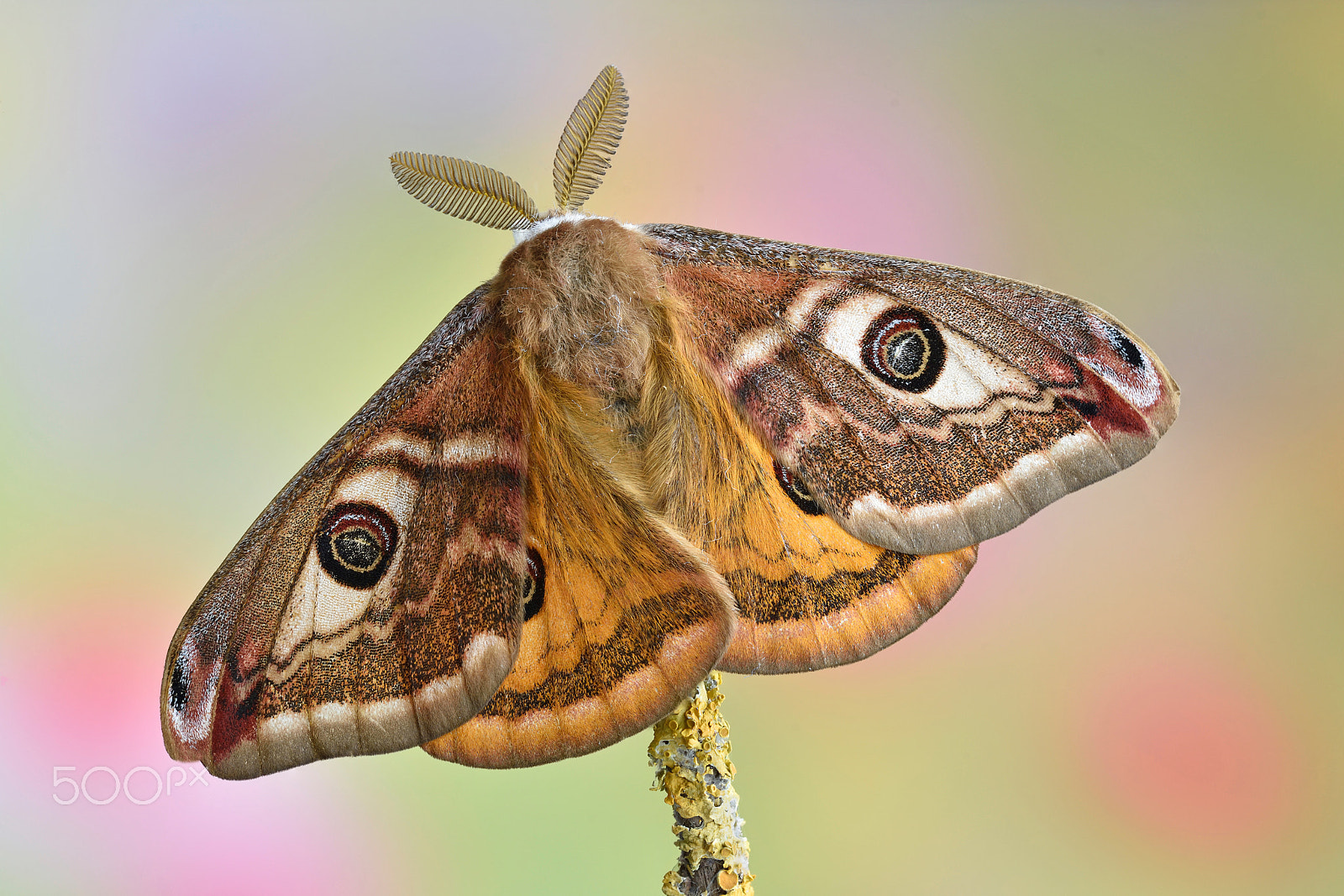 Sigma 150mm F2.8 EX DG OS Macro HSM sample photo. Saturnia pavoniella photography