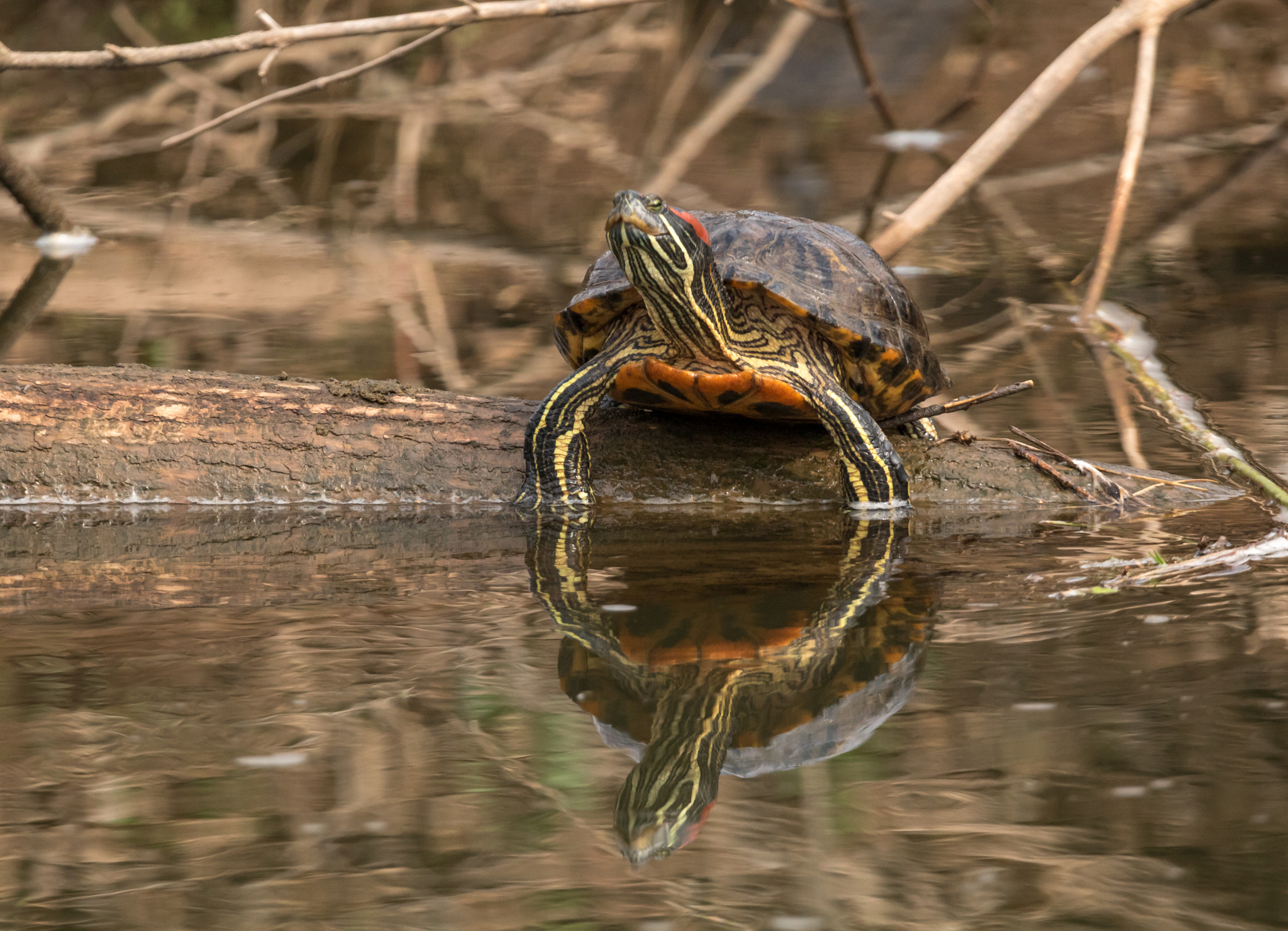 Canon EOS 750D (EOS Rebel T6i / EOS Kiss X8i) + 150-600mm F5-6.3 DG OS HSM | Sports 014 sample photo. Red-eared slider photography