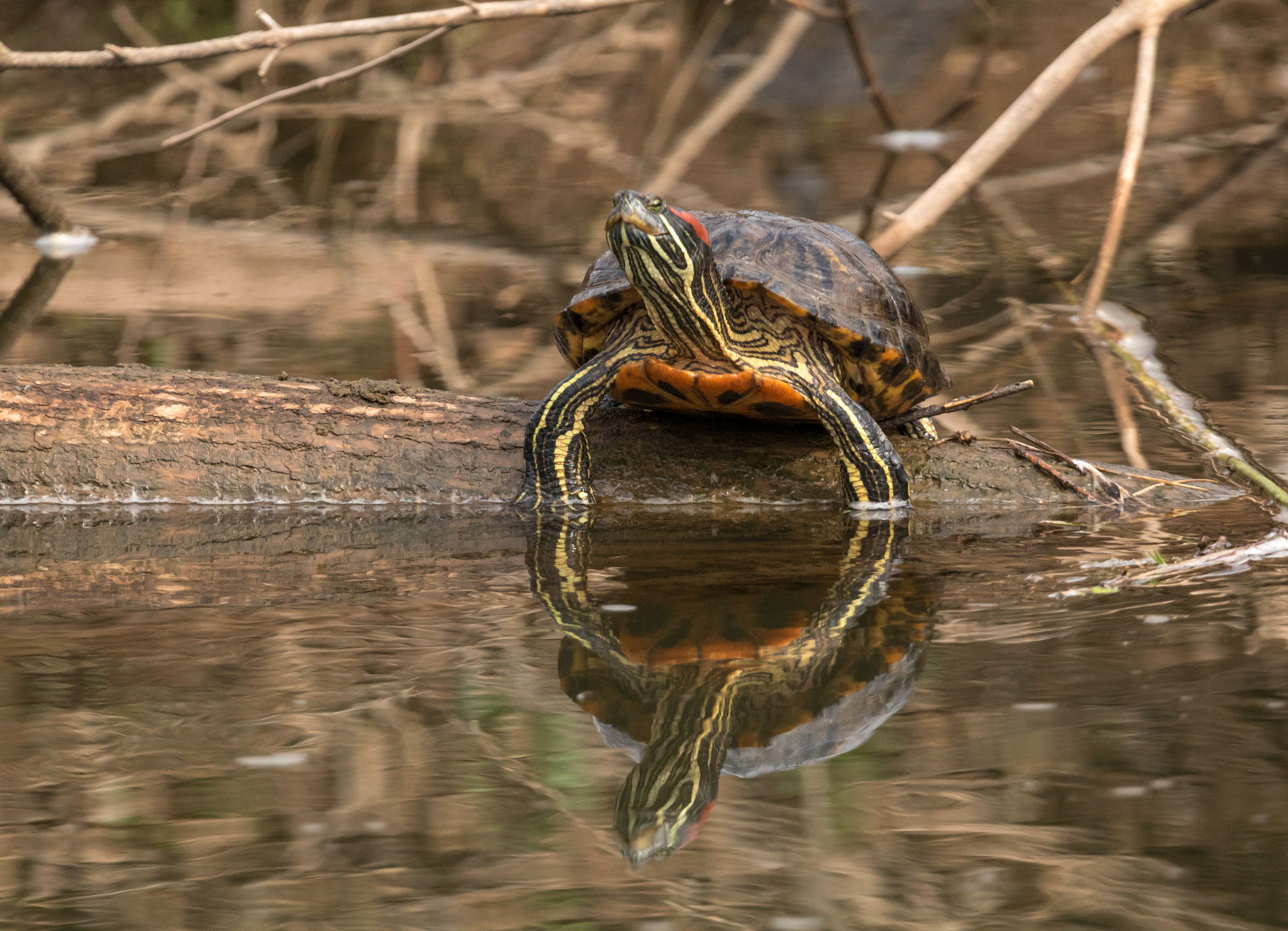150-600mm F5-6.3 DG OS HSM | Sports 014 sample photo. Red-eared slider photography