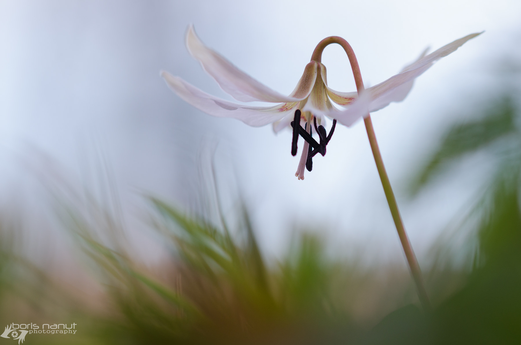 Sigma 105mm F2.8 EX DG OS HSM sample photo. Erythronium dens-canis photography