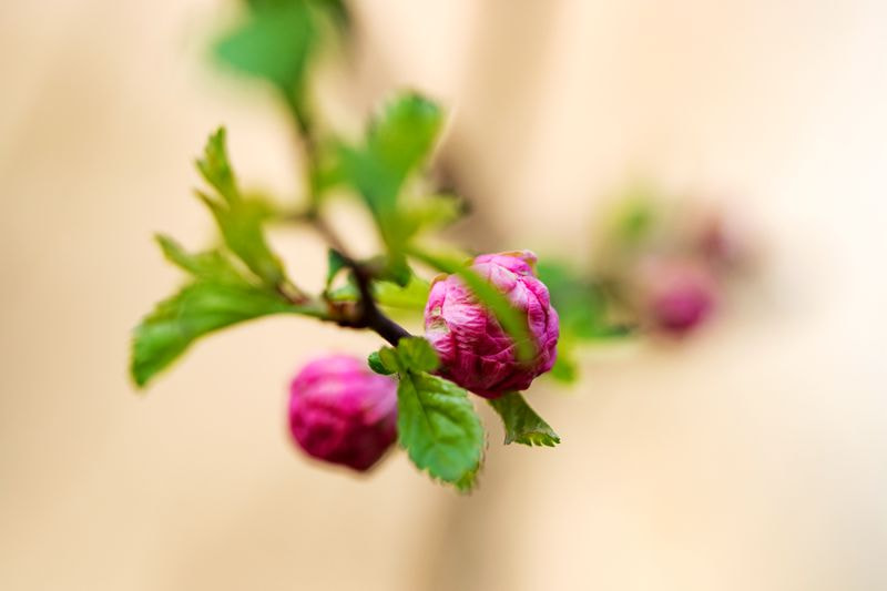 Olympus OM-D E-M5 II sample photo. Awakening of spring/春意 photography