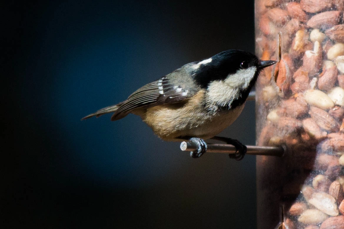 Canon EF 70-200mm F2.8L IS II USM sample photo. Coal tit photography