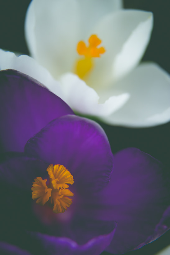 Canon EF-S 17-55mm F2.8 IS USM sample photo. Crocuses photography