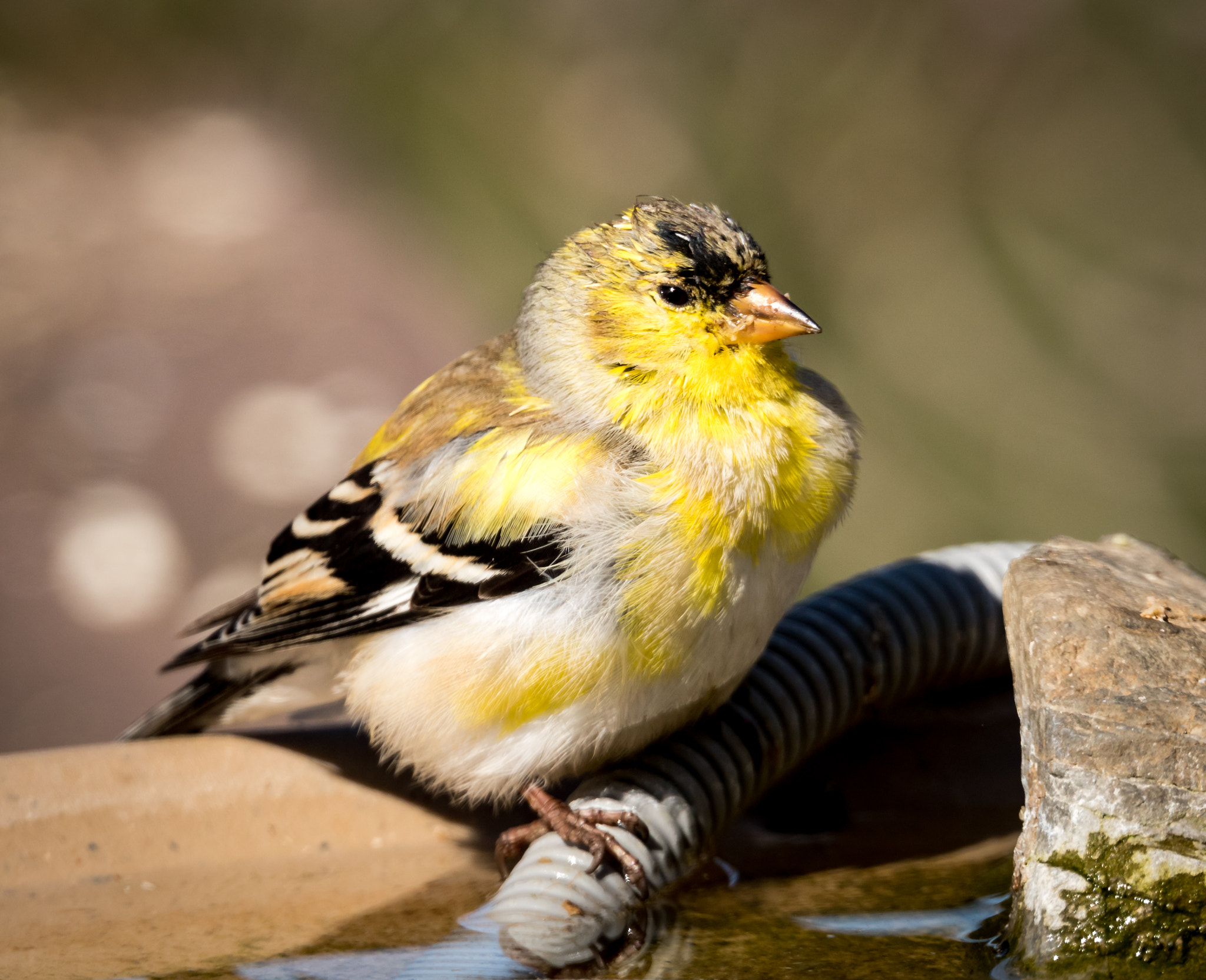 Canon EOS 750D (EOS Rebel T6i / EOS Kiss X8i) sample photo. Molting goldfinch photography