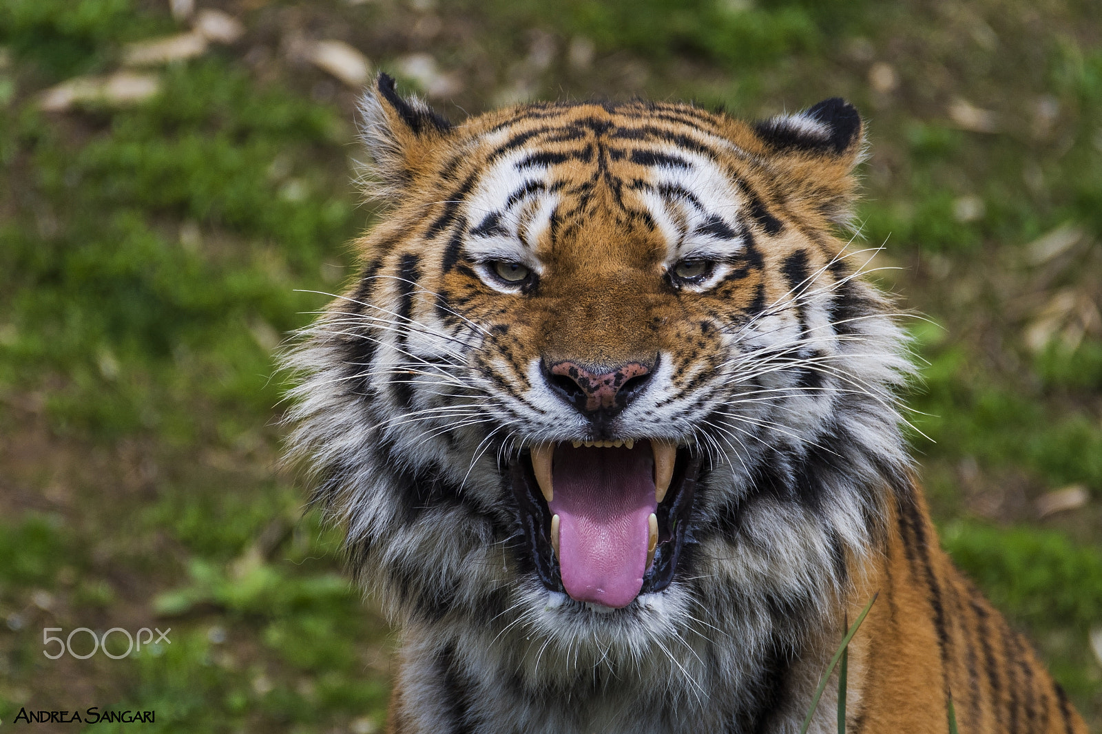 Nikon D500 sample photo. Il sorriso della tigre photography