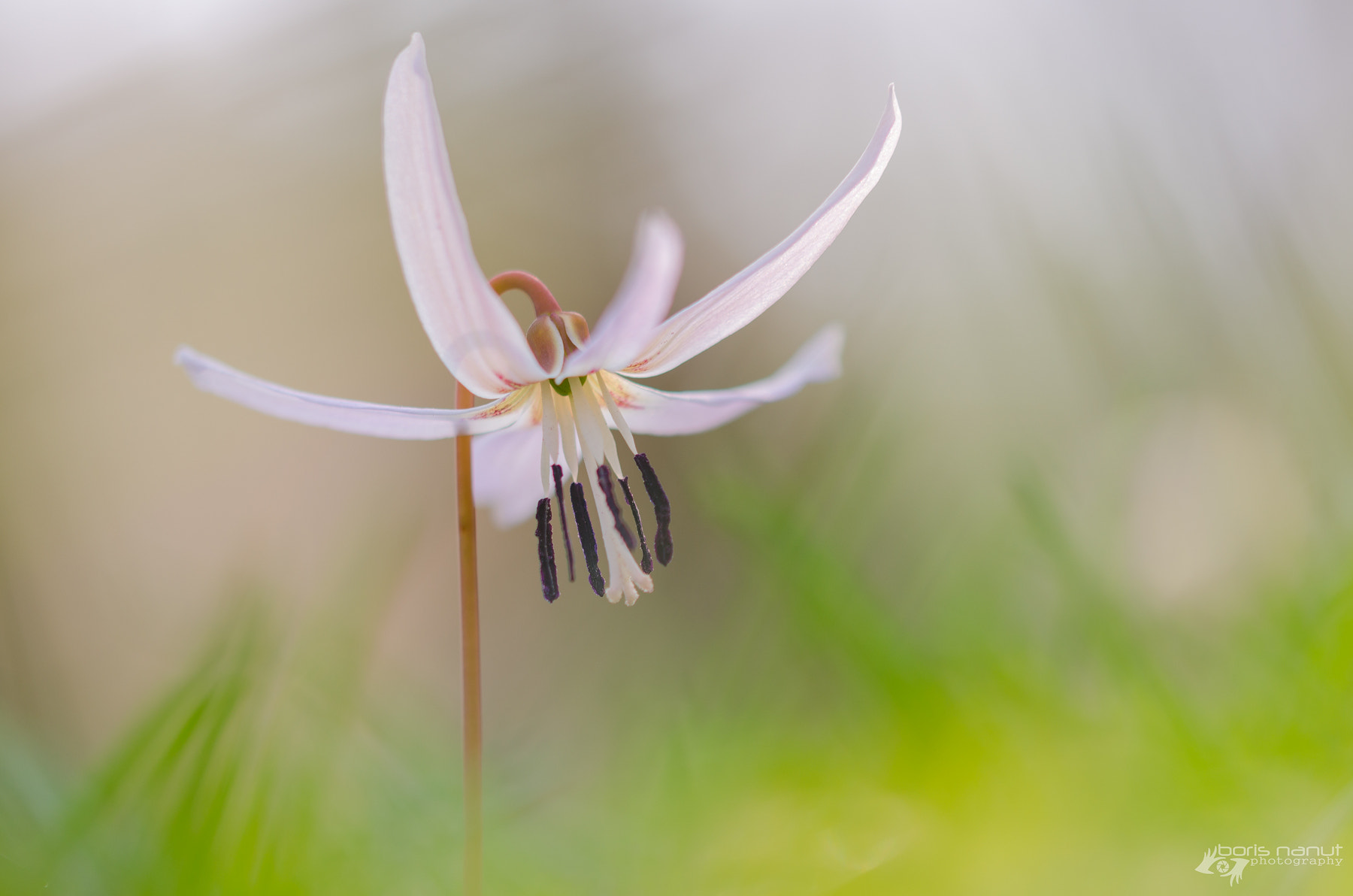 Sigma 105mm F2.8 EX DG OS HSM sample photo. Erythronium dens-canis photography