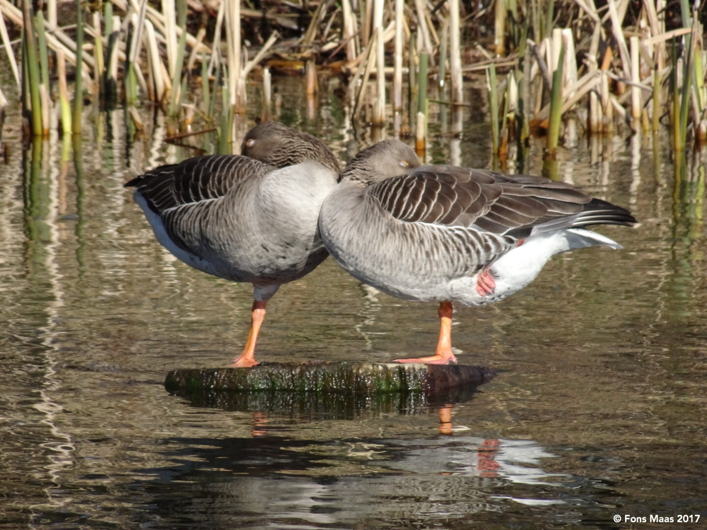 Sony DSC-HX90 sample photo. A pair of nile geese in the kralingse plas in rotterdam. photography