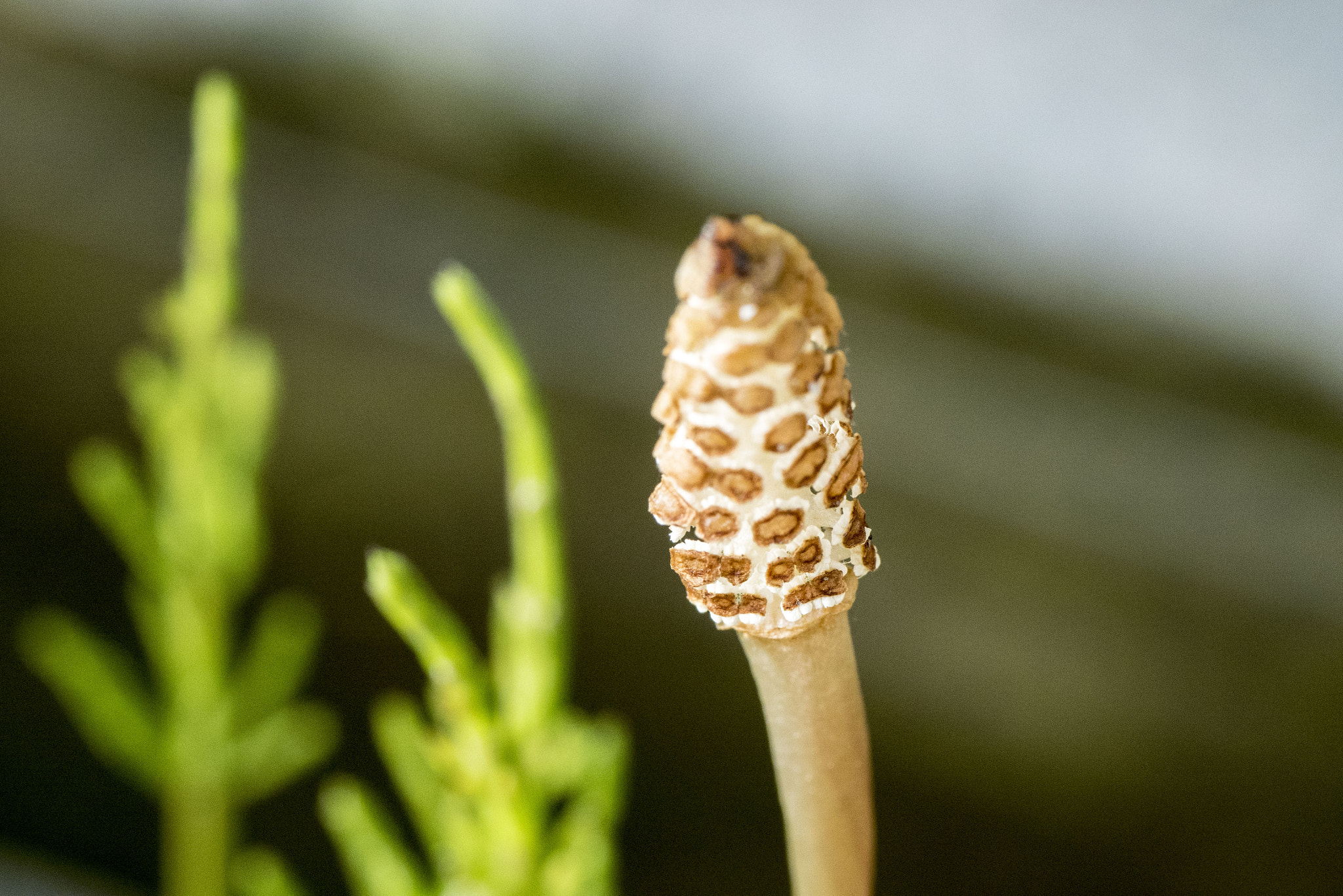 Panasonic Lumix DMC-GM5 + Panasonic Leica DG Macro-Elmarit 45mm F2.8 ASPH OIS sample photo. Spring photography