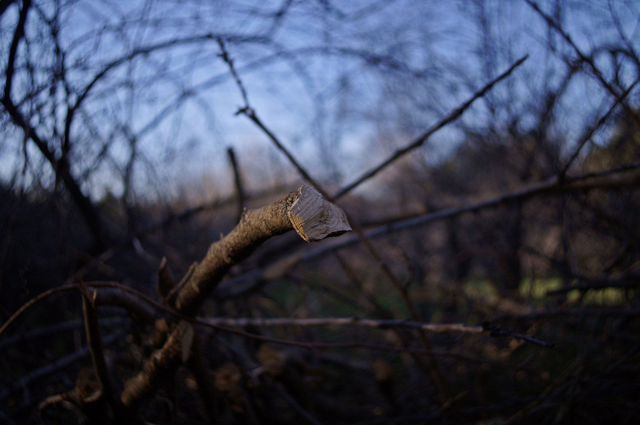 Sony SLT-A37 + Sony DT 30mm F2.8 Macro SAM sample photo. Broken photography