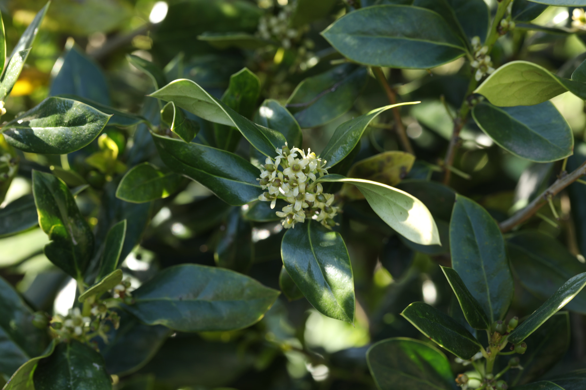 Canon EF 100mm F2.8L Macro IS USM sample photo. Blossoming holly bush photography