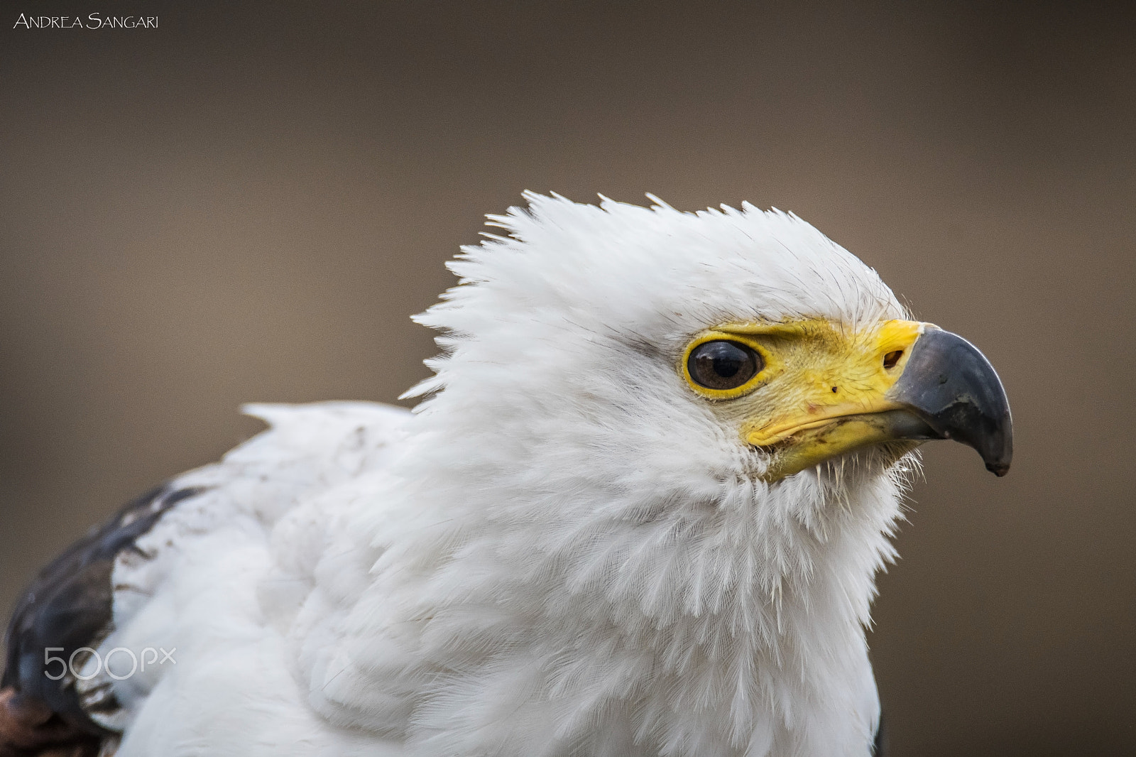 Nikon D500 sample photo. Lo sguardo dell'aquila photography