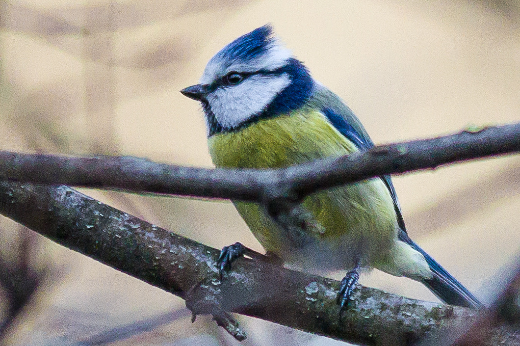 Pentax K-3 II sample photo. Popstar among blue tits photography