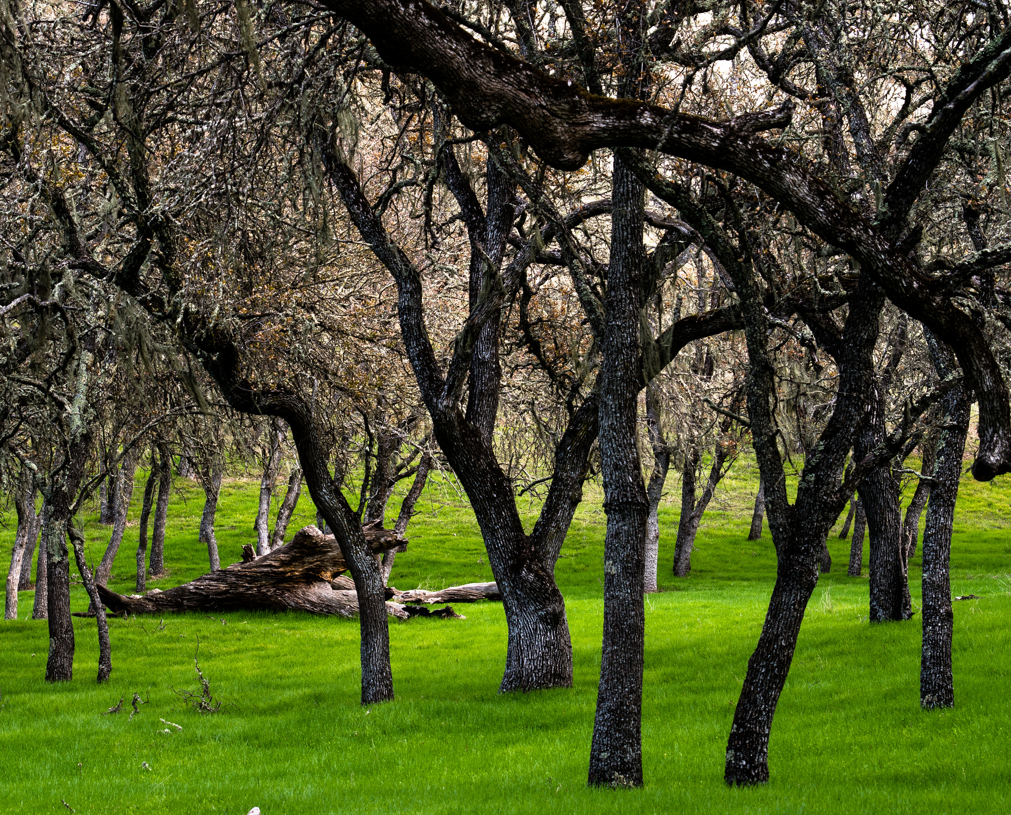 Nikon D5500 sample photo. Green grove photography
