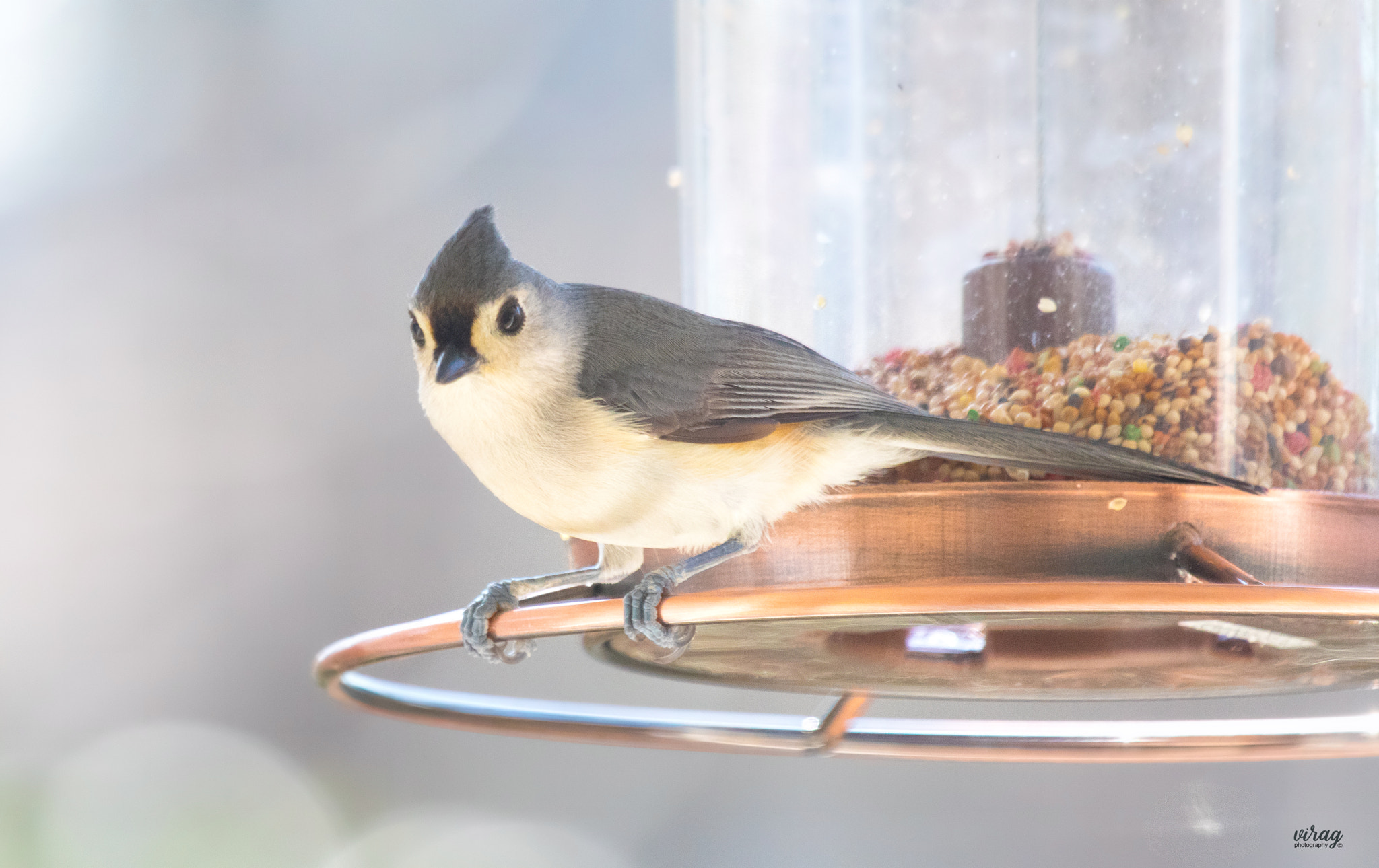 Canon EF 100-400mm F4.5-5.6L IS USM sample photo. Tufted titmouse photography