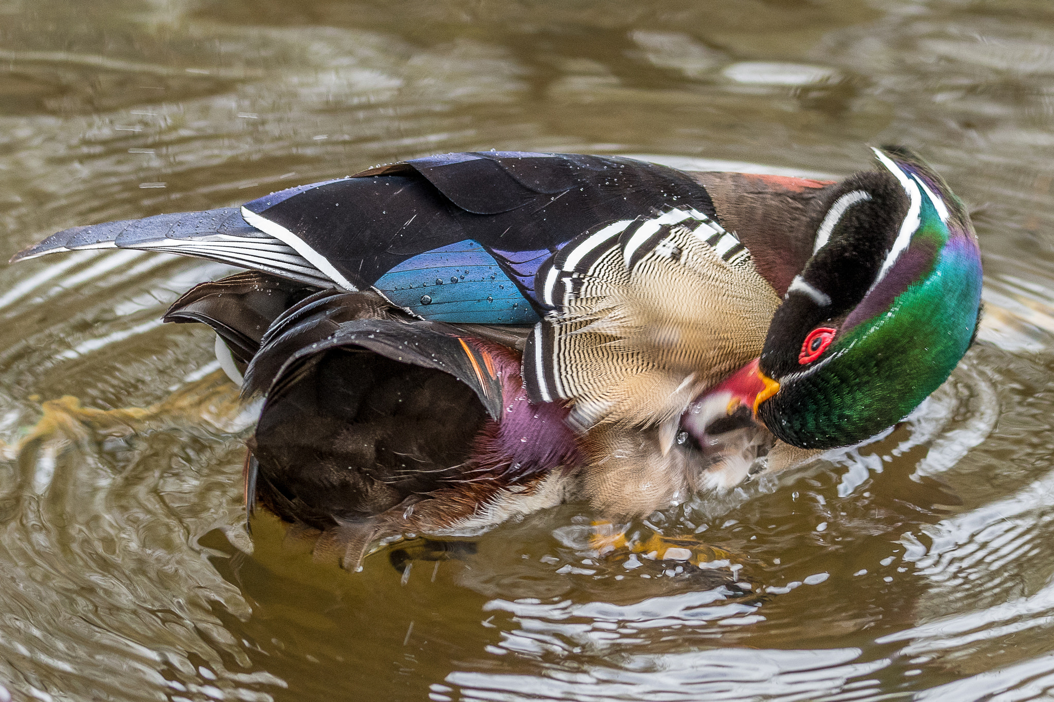 Nikon D500 sample photo. Wood duck itch photography