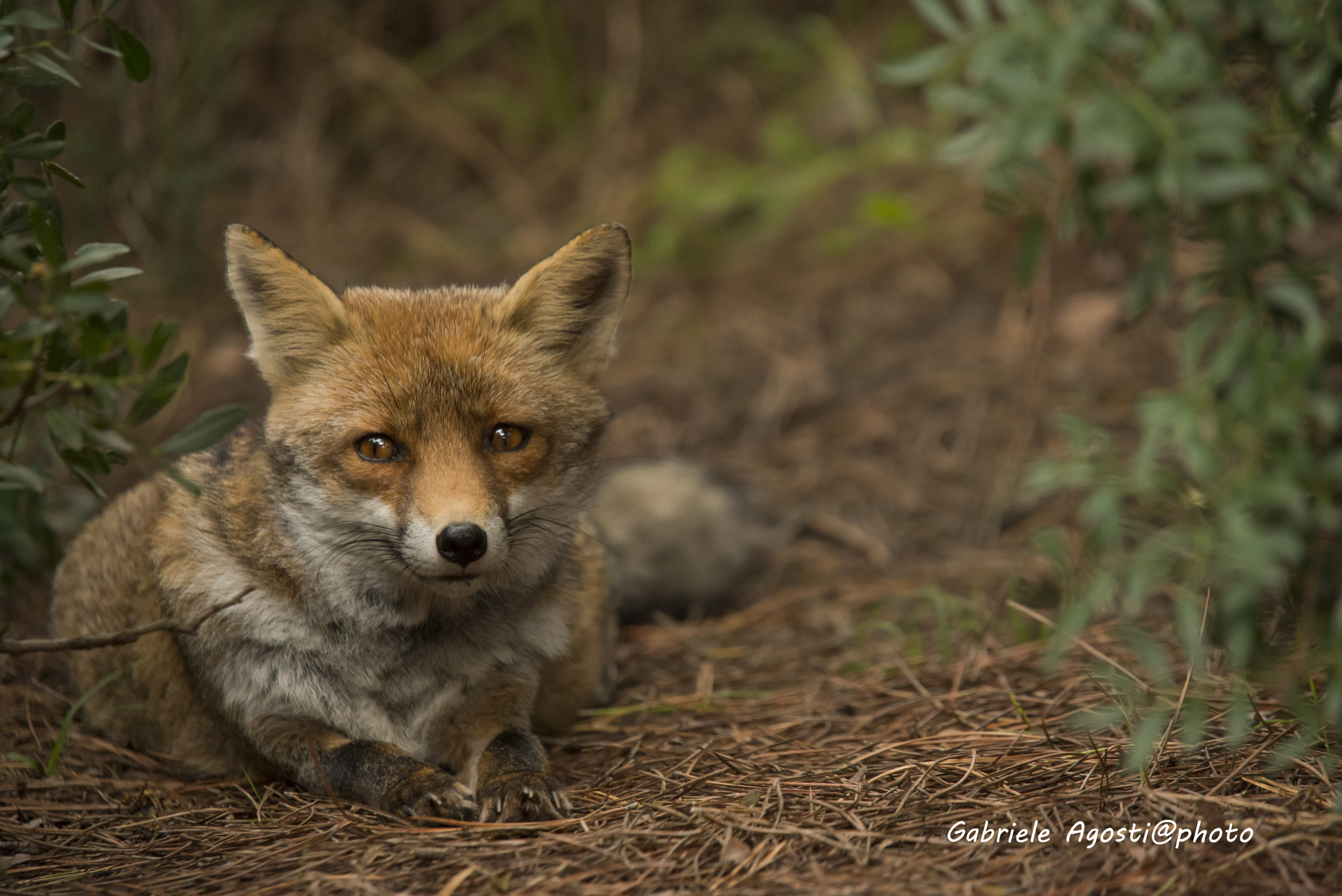 Sigma 70-200mm F2.8 EX DG OS HSM sample photo. Volpino photography