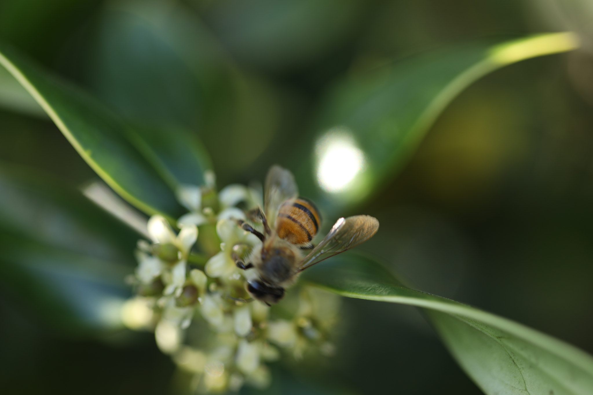 Canon EF 100mm F2.8L Macro IS USM sample photo. Bee gathering pollen photography