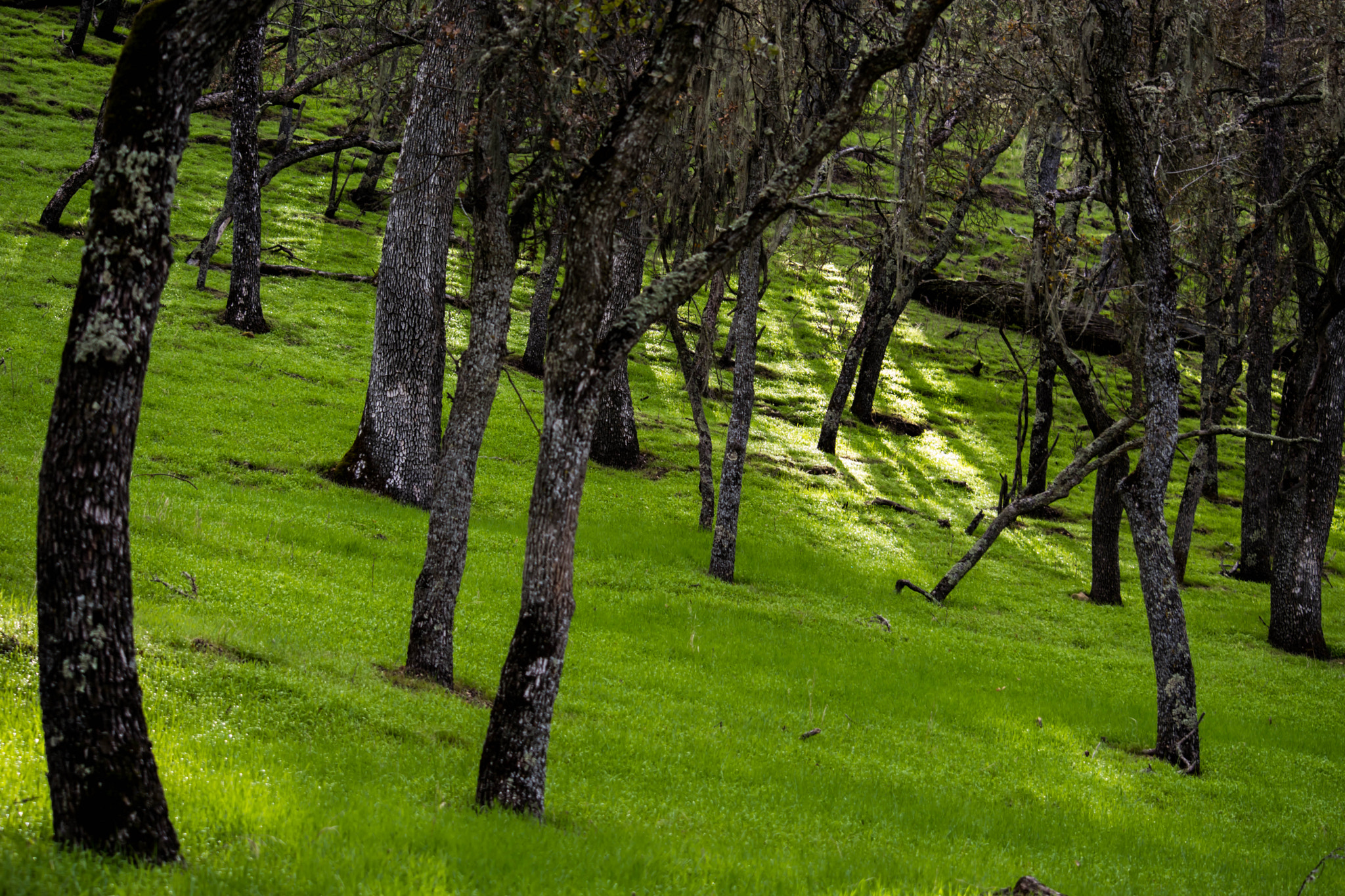 Nikon D5500 sample photo. Green glow photography