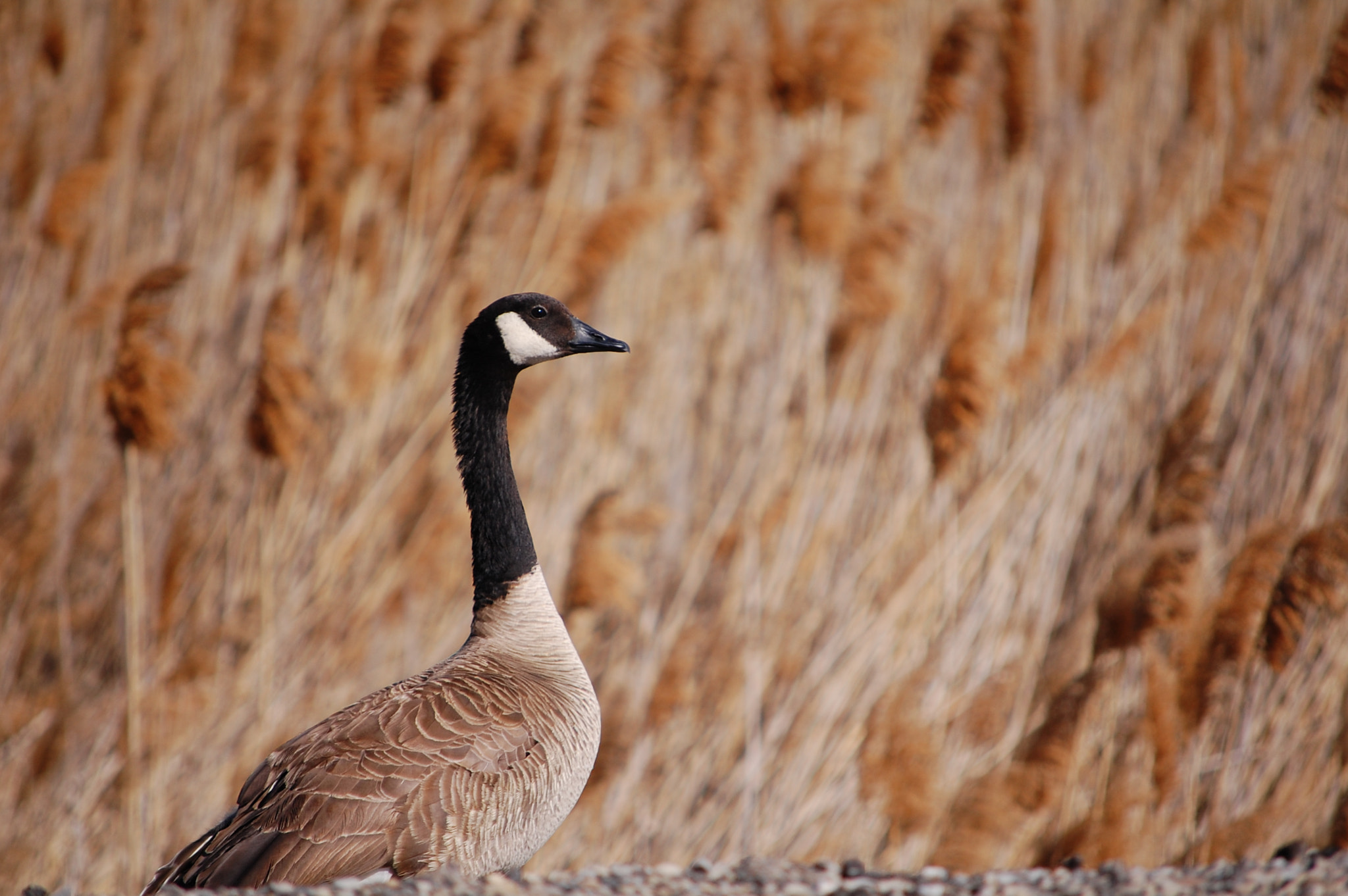 Nikon D40 sample photo. Sentry photography