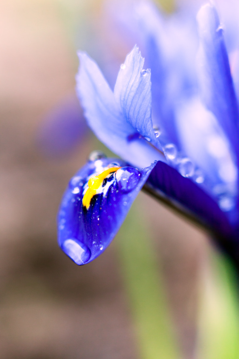 Canon EF 35-80mm f/4-5.6 sample photo. Иридодиктиум photography