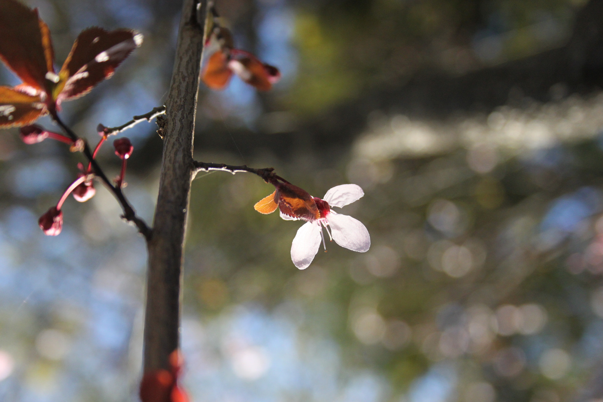 Canon EF-S 18-55mm F3.5-5.6 II sample photo. Img photography