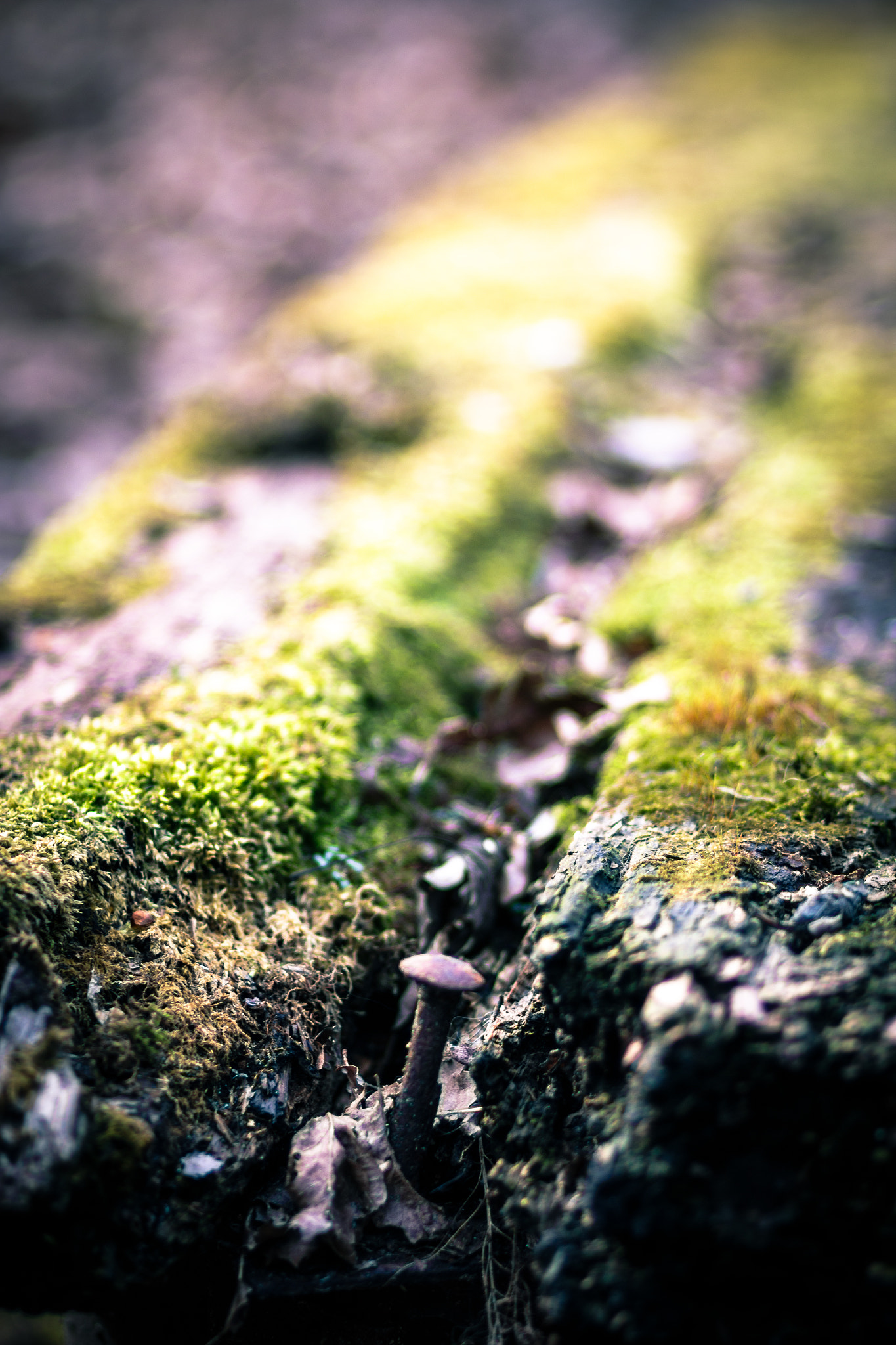 Canon EOS 70D + Canon EF 85mm F1.8 USM sample photo. Nailed it! photography