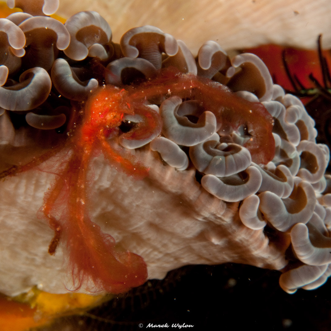 Nikon D300 + Nikon AF-S Micro-Nikkor 60mm F2.8G ED sample photo. Orangutan crab | raja ampat | 2009.11.26 photography