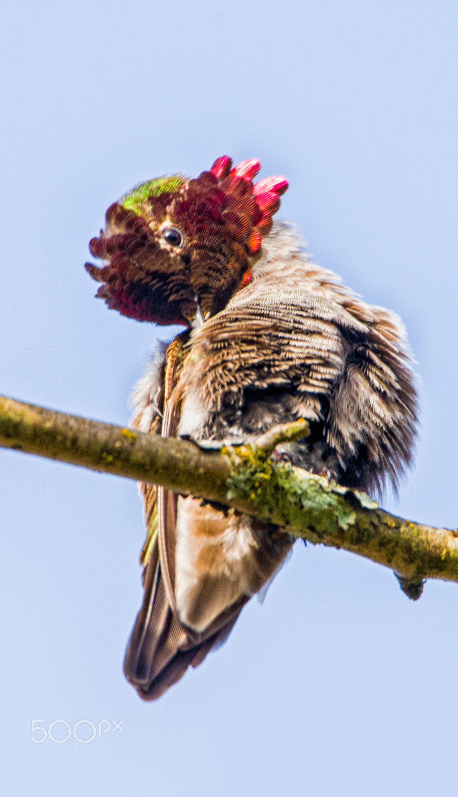 Sigma 150-600mm F5-6.3 DG OS HSM | C sample photo. Close up photography