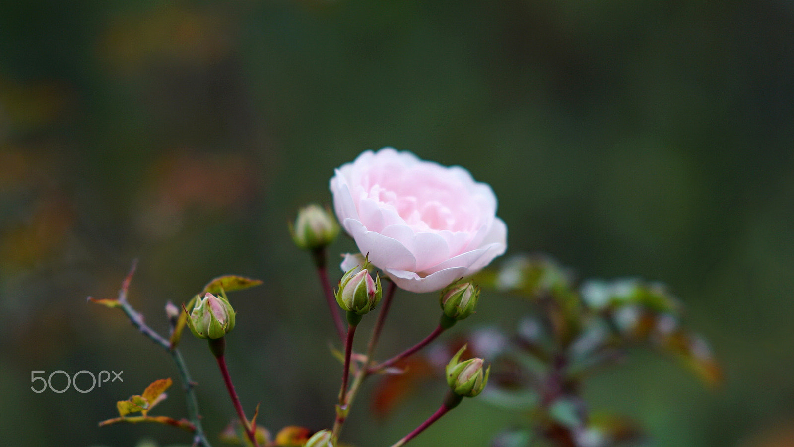 Sony a7S II sample photo. Chula 0325 photography