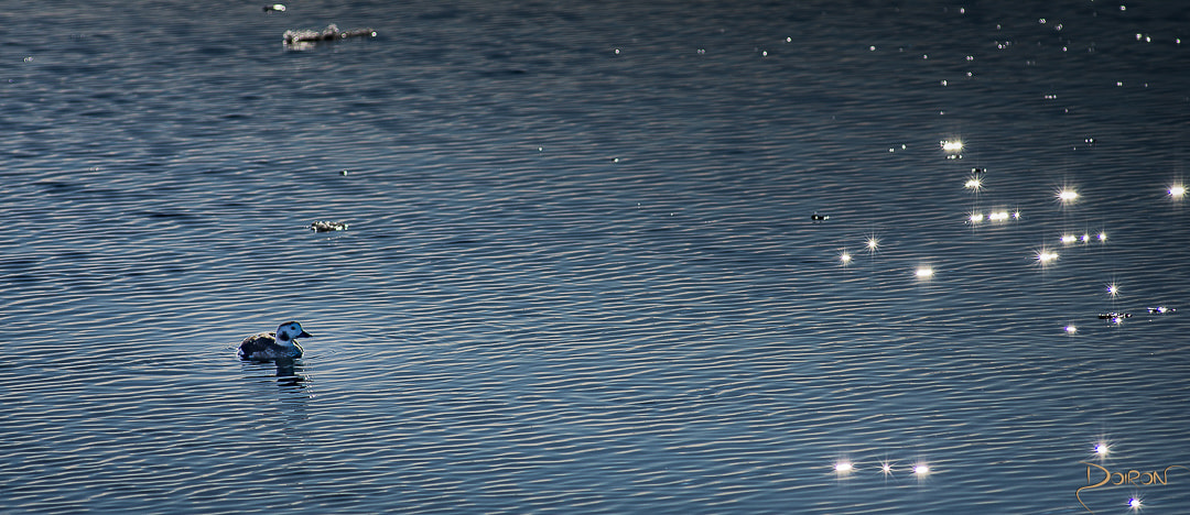 Nikon AF-Nikkor 80-200mm F2.8D ED sample photo. Swimming among the stars photography
