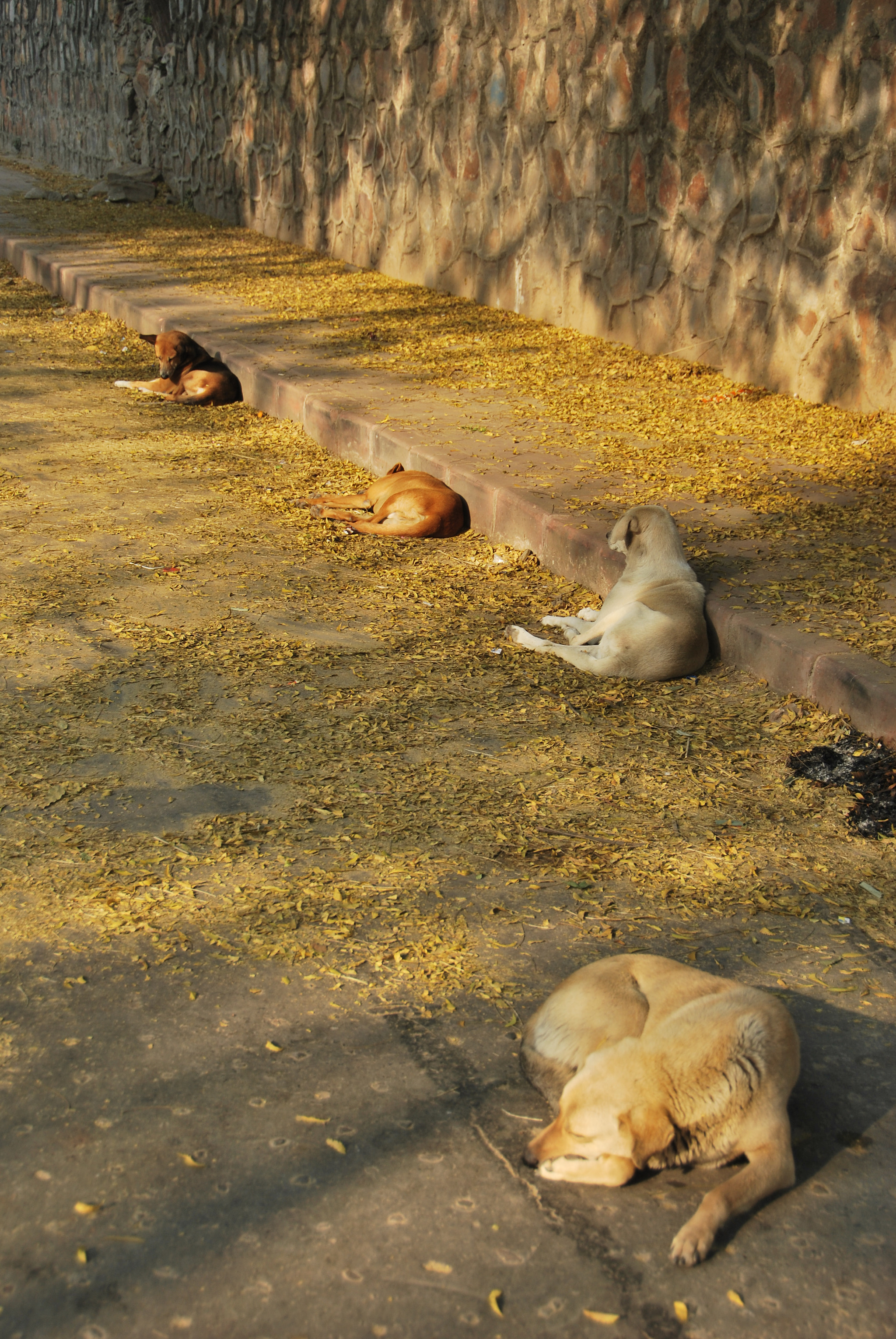 Nikon D60 sample photo. Just resting photography