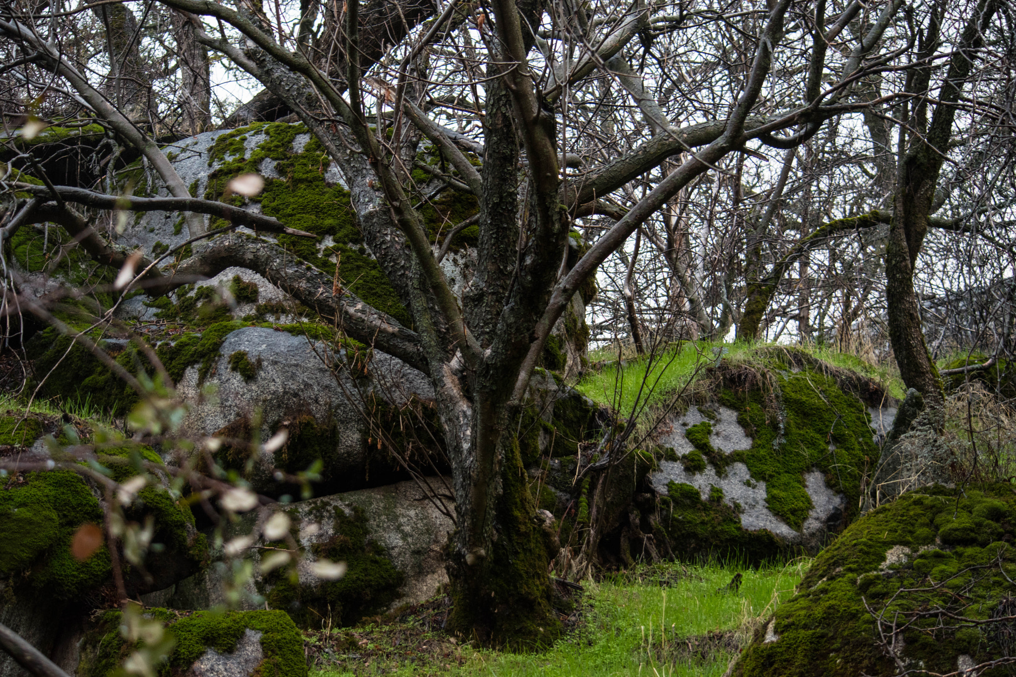 Nikon D5500 sample photo. Beautifull as is photography