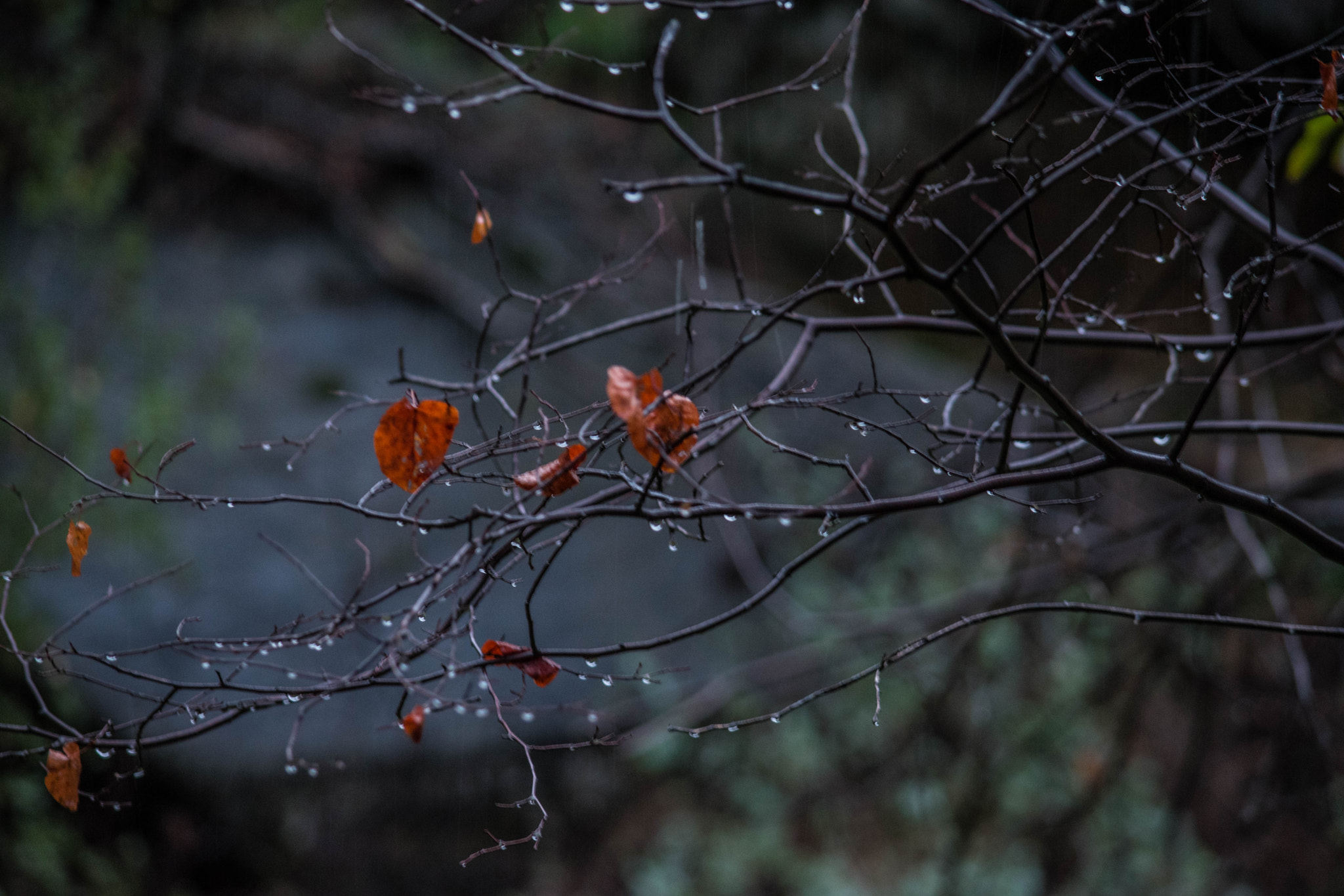 Nikon D5500 sample photo. Raindrops and leaves photography