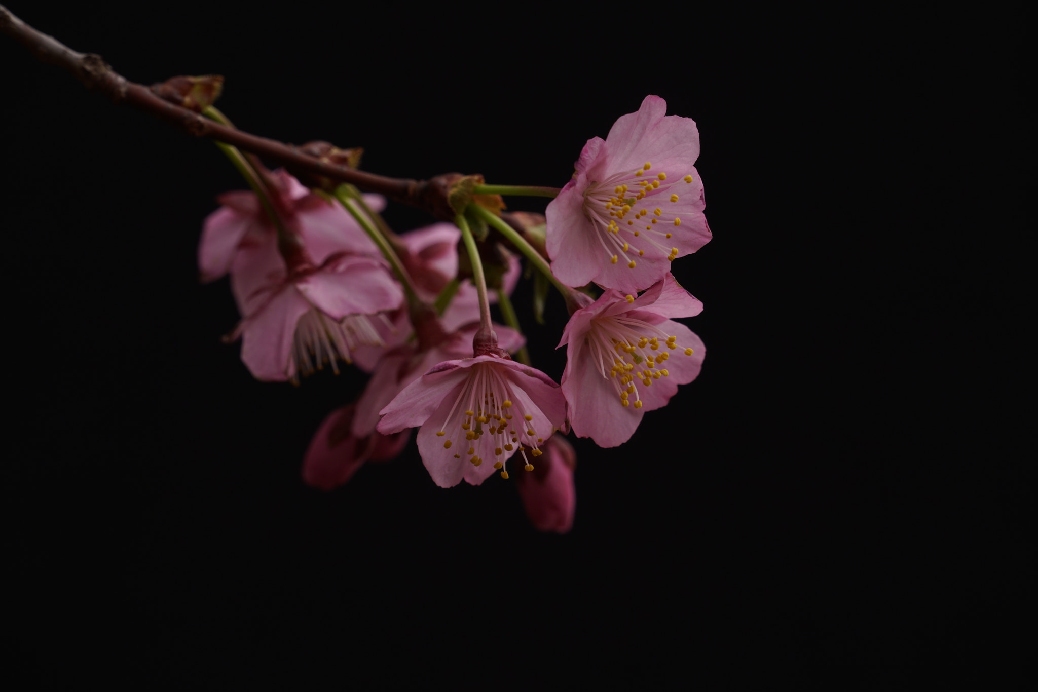 Sony FE 70-300mm F4.5-5.6 G OSS sample photo