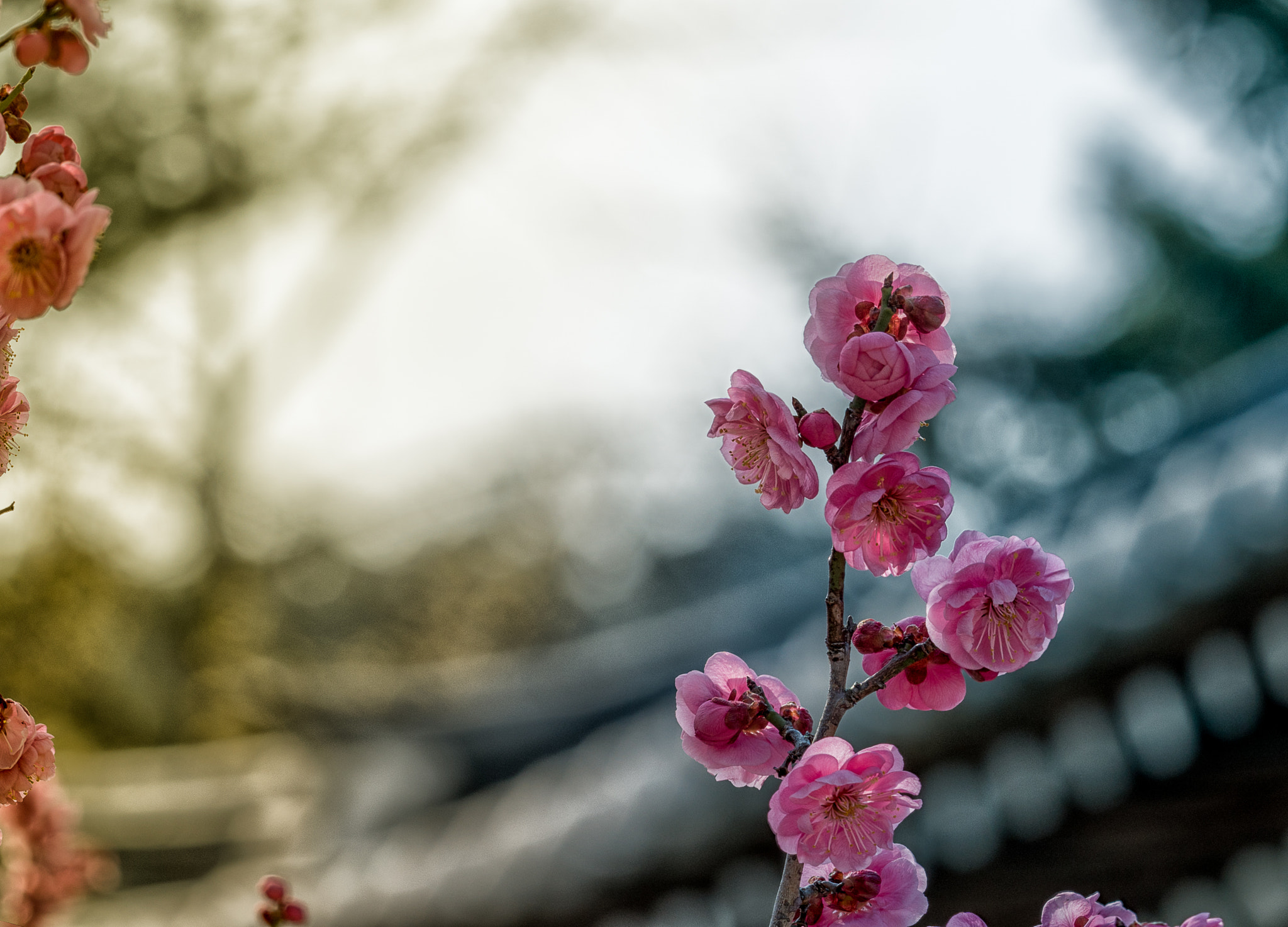 Sony a6300 + Sony FE 70-200mm F4 G OSS sample photo. 편집 photography