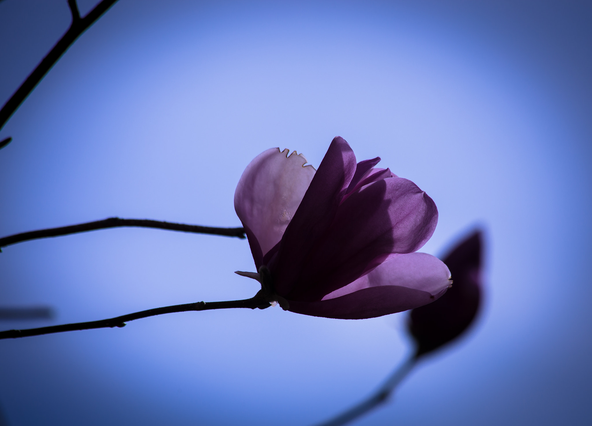 Canon EF 70-300mm F4-5.6 IS USM sample photo. Beautiful imperfections photography