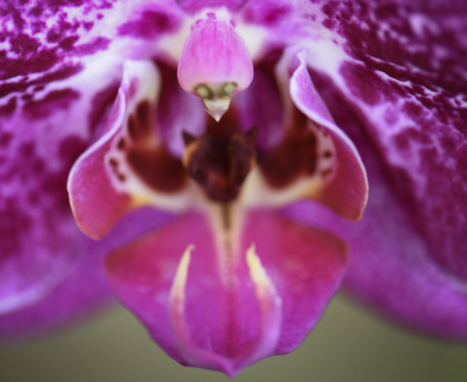 Nikon D5500 + Nikon AF-S Micro-Nikkor 105mm F2.8G IF-ED VR sample photo. Nature fairy orchid photography