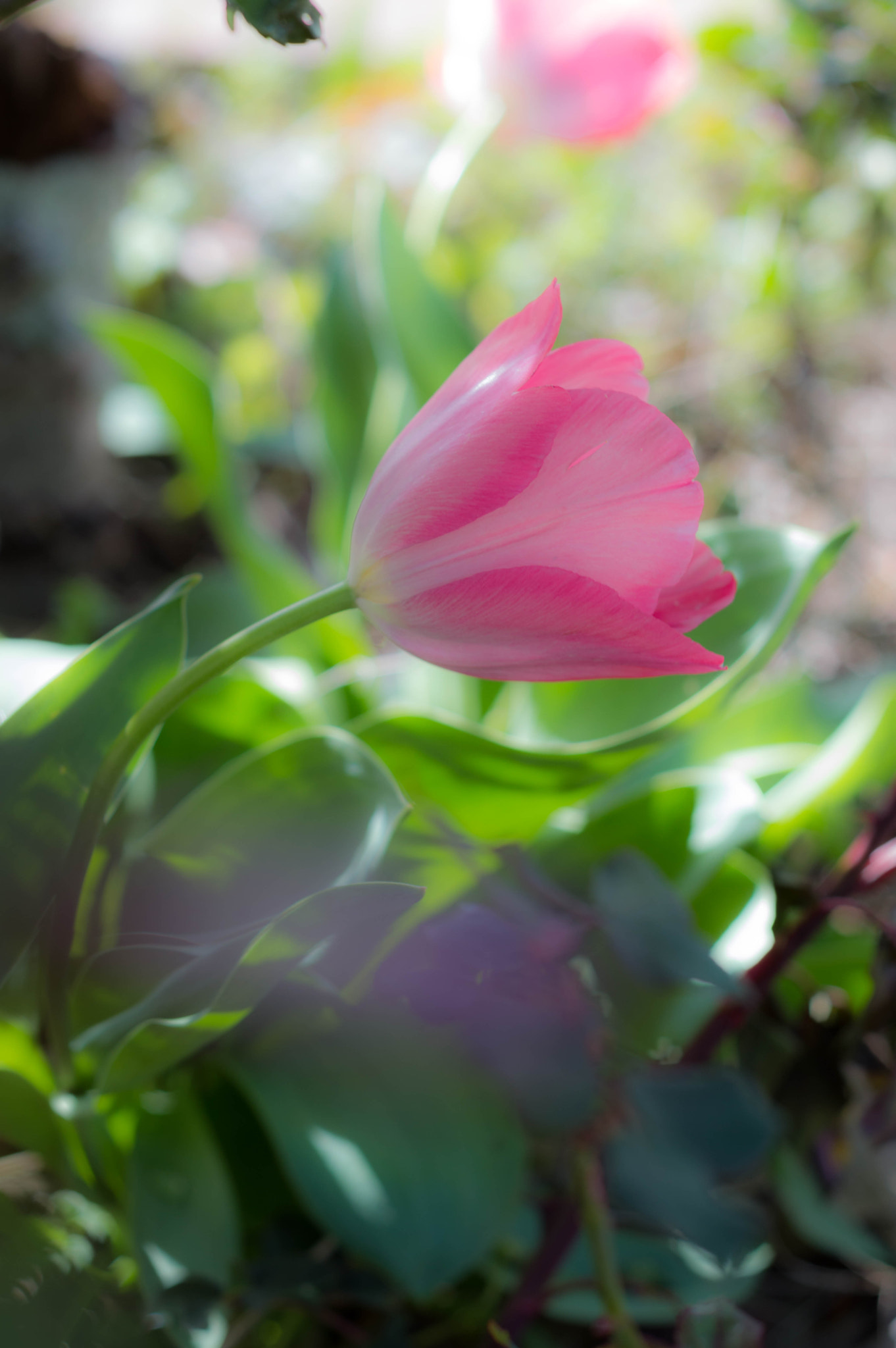 Nikon D3200 + Nikon AF Nikkor 50mm F1.8D sample photo. Tulip photography