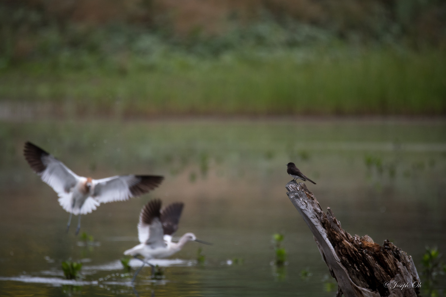 Sigma 150-600mm F5-6.3 DG OS HSM | S sample photo. March copy photography
