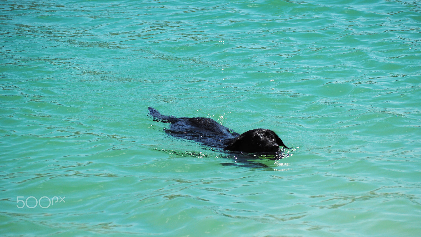 Olympus OM-D E-M5 II sample photo. Black labrador swimming with ball photography