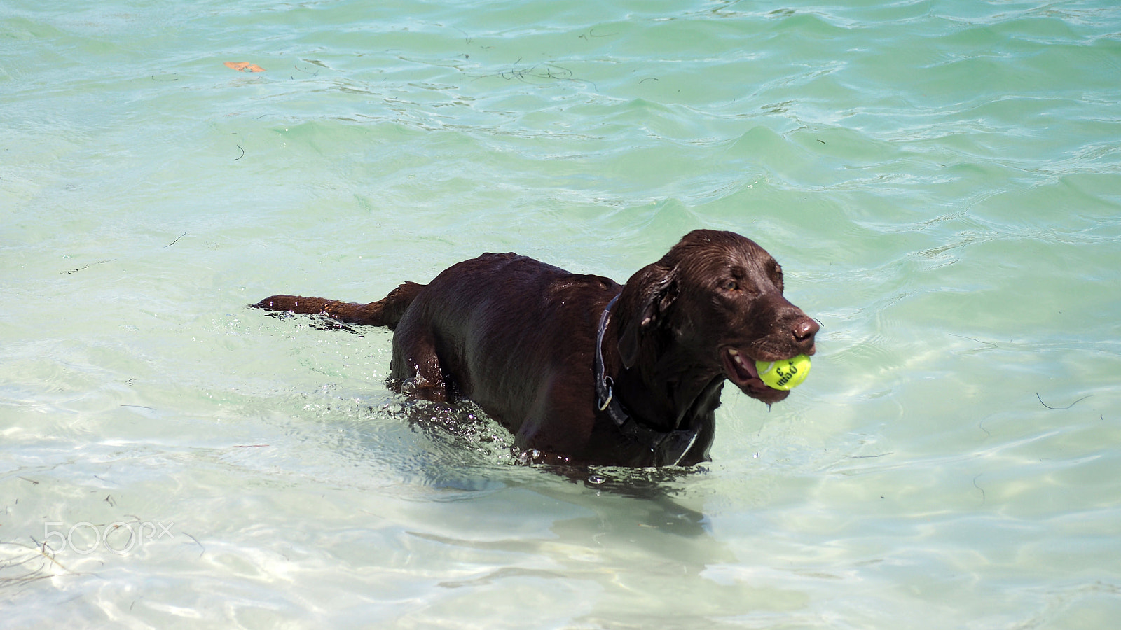 Olympus OM-D E-M5 II sample photo. Labrador retrieving ball photography