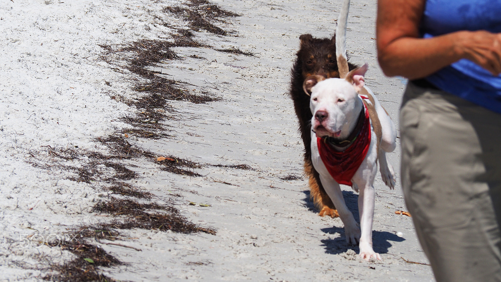 Olympus OM-D E-M5 II sample photo. Dogs running full tilt photography