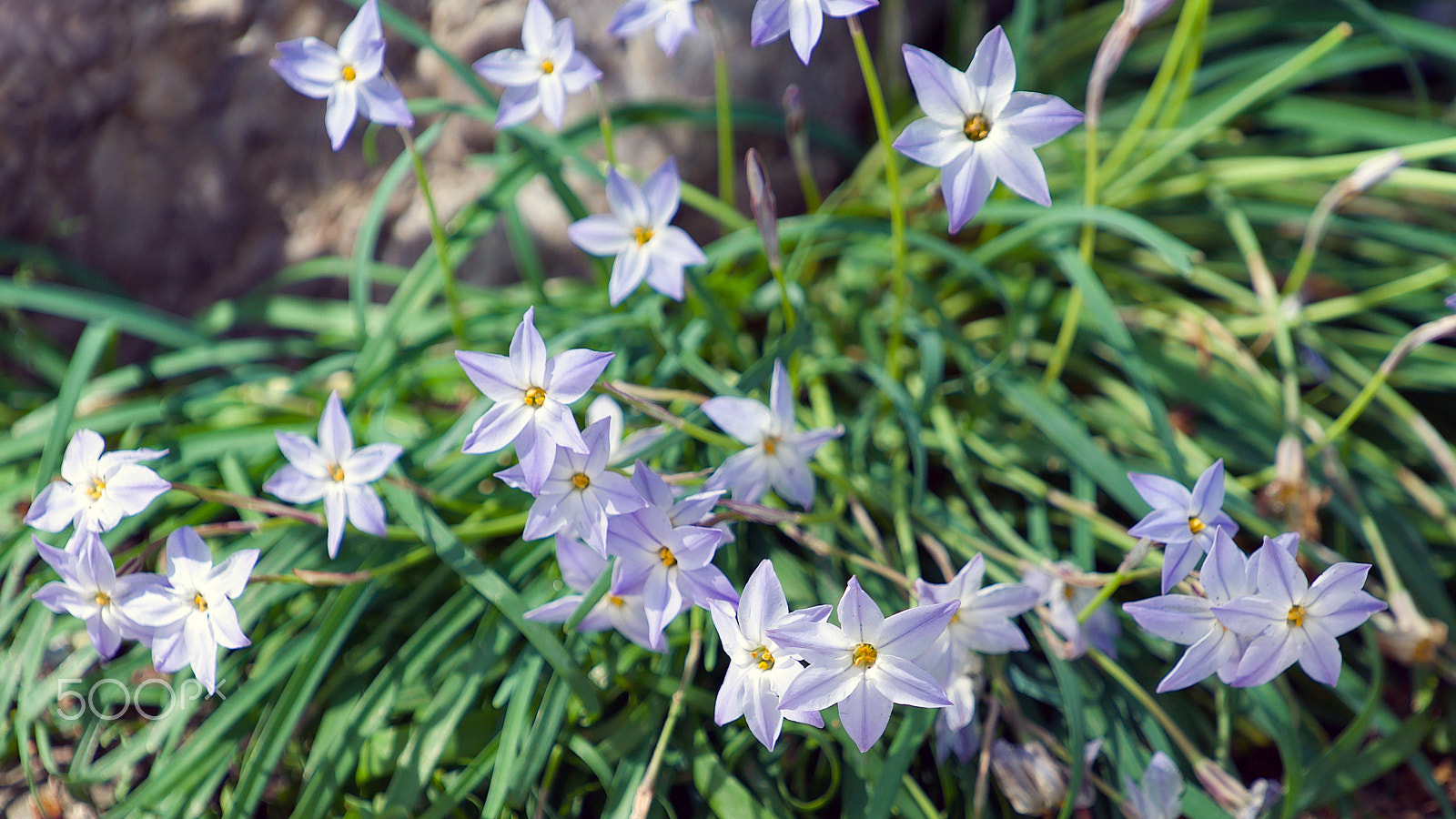 Sony a7S II + Sony FE 70-200mm F4 G OSS sample photo. Celestials photography