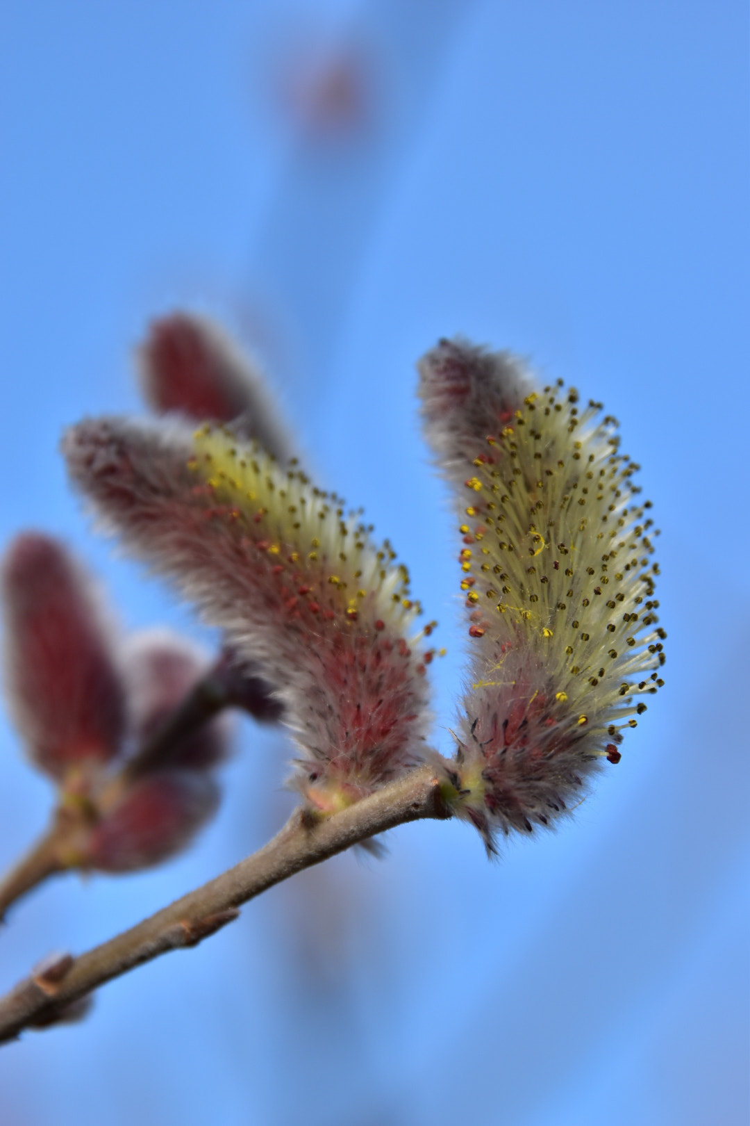 Nikon D5500 sample photo